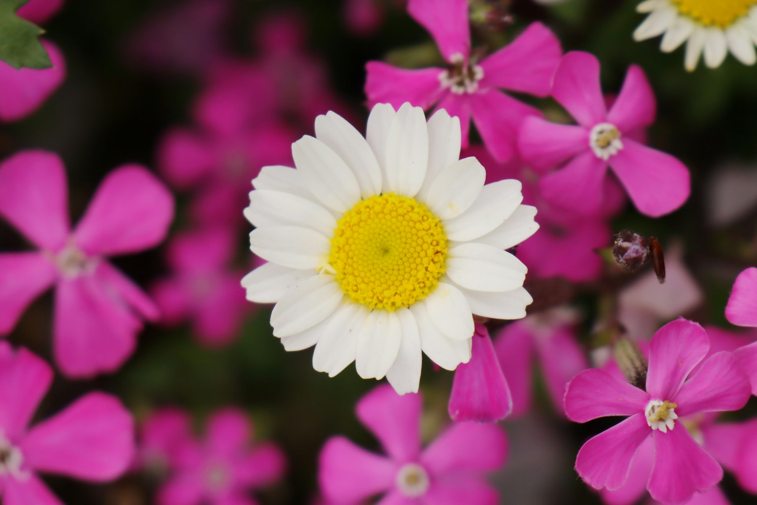 Marguerite blanche entourée de fleurs roses vives