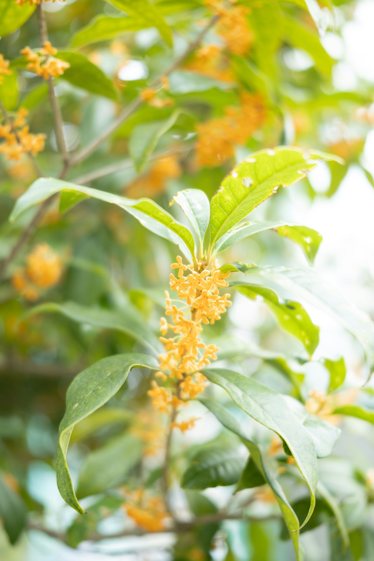 Primo piano di una pianta con fiori gialli profumati e foglie verdi
