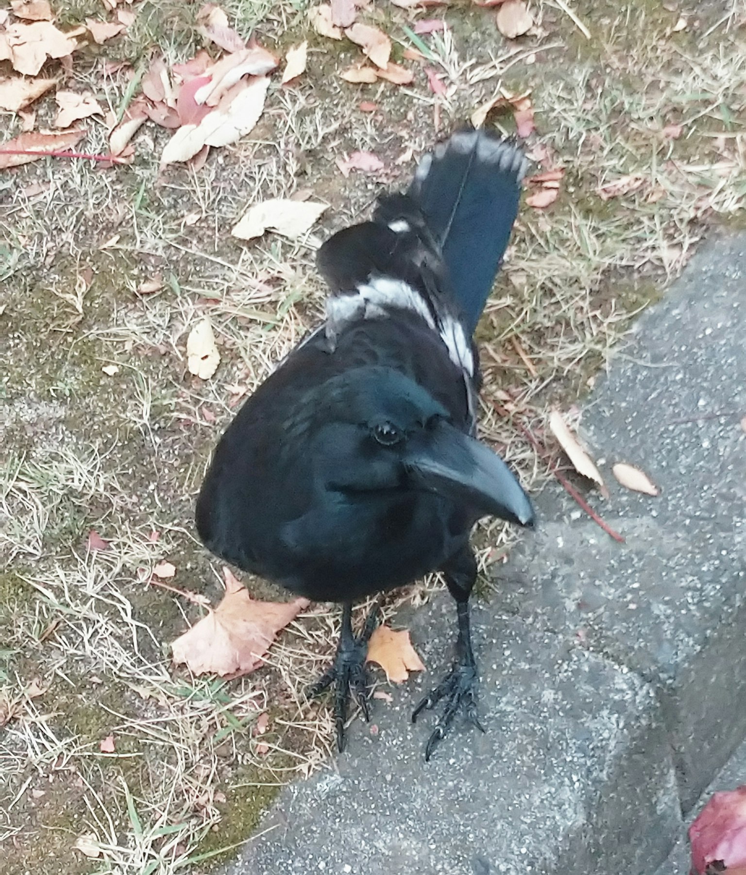 A black crow standing on the ground