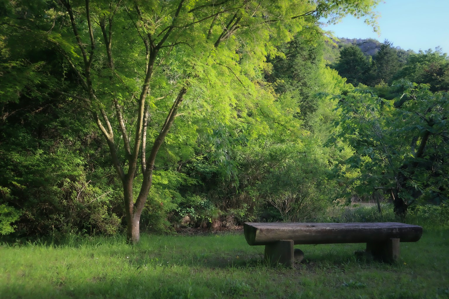 Escena de parque verde con un banco de madera y árboles circundantes