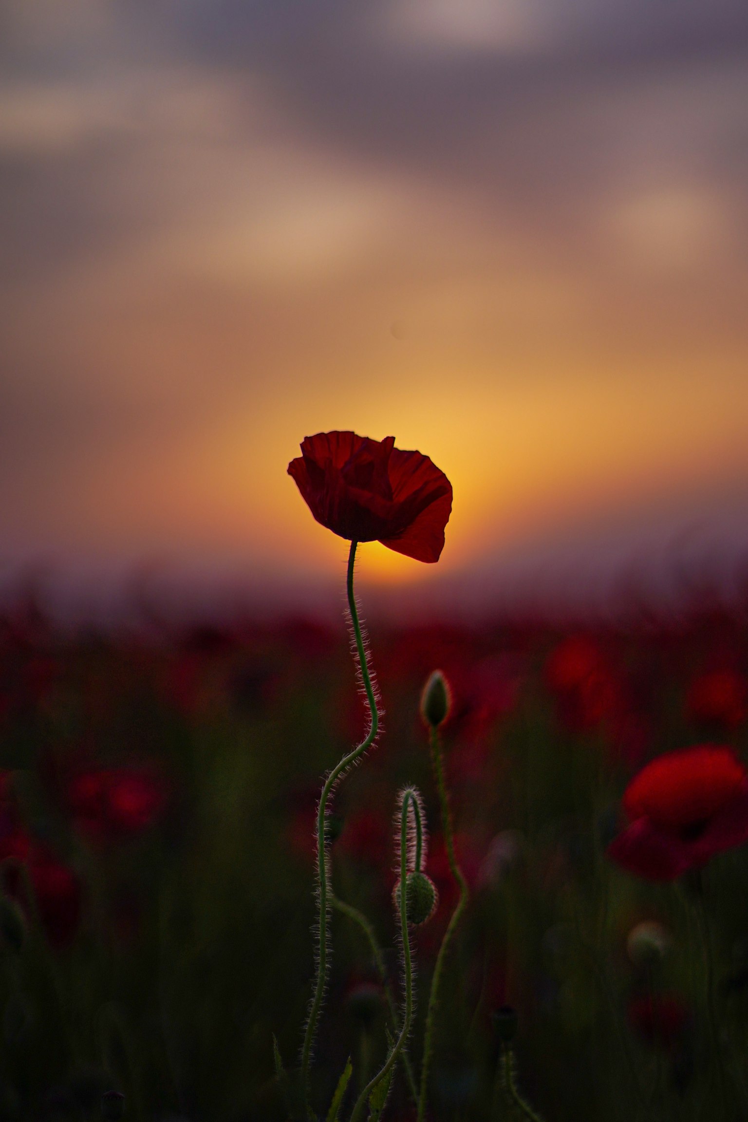 Eine rote Mohnblume steht vor einem Sonnenuntergang