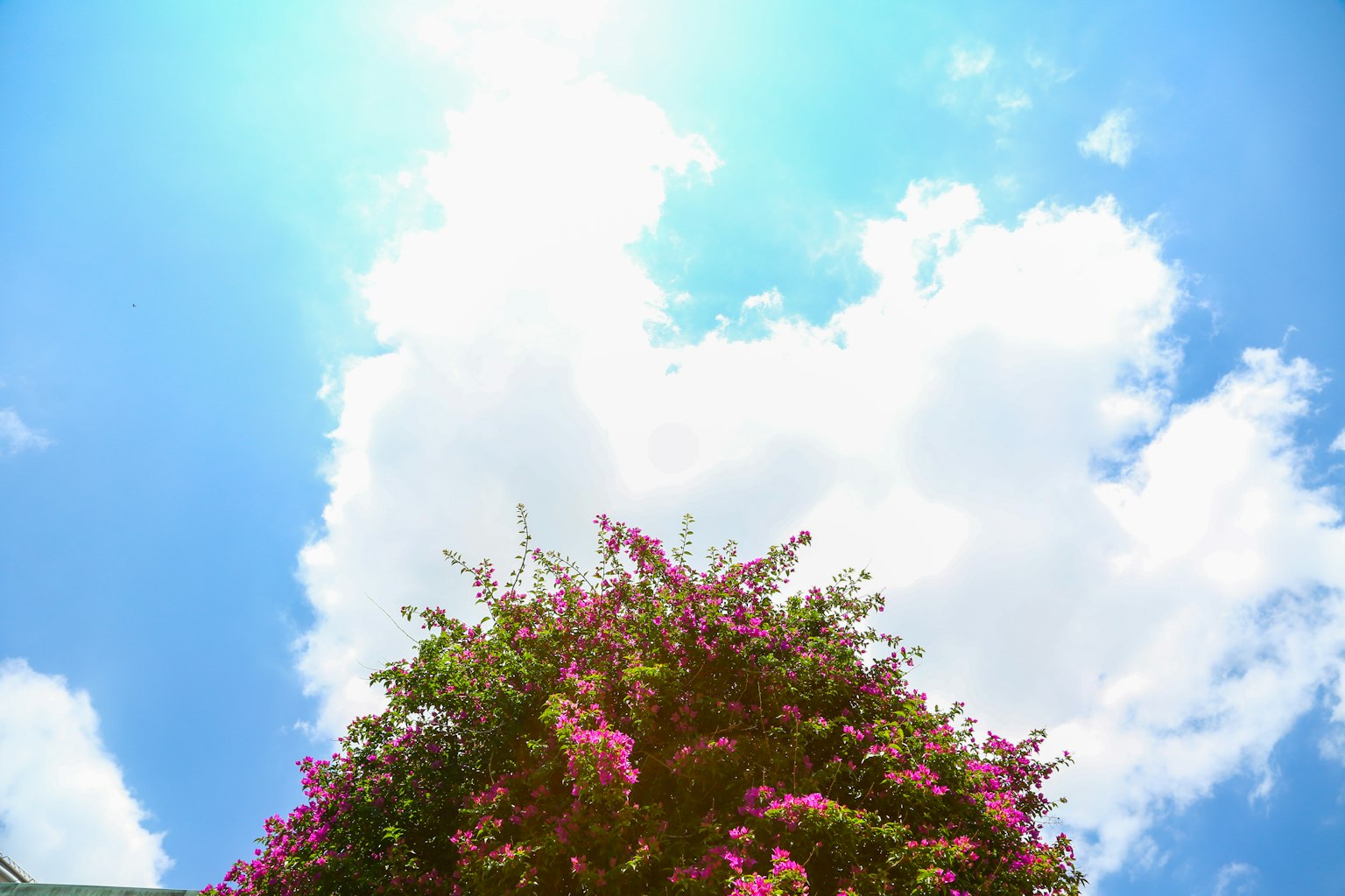 Bougainvillea rosa floreciendo bajo un cielo azul con nubes blancas esponjosas
