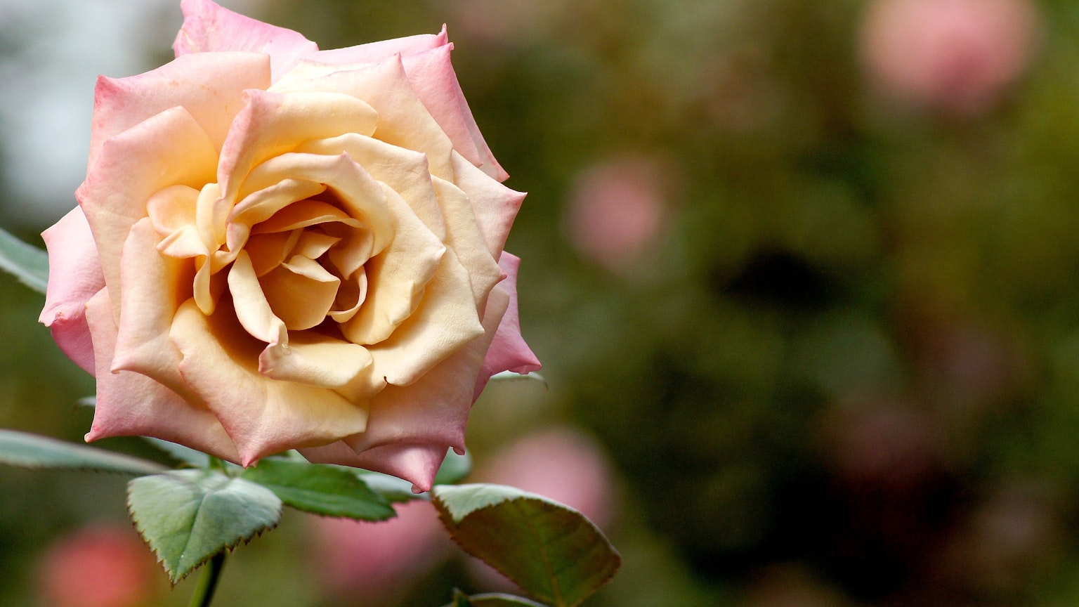 Primer plano de una rosa rosa pálido con pétalos suaves