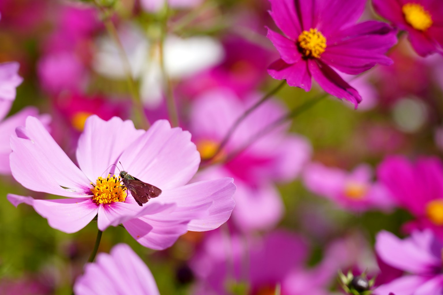 Fleurs de cosmos colorées avec un papillon se reposant sur l'une d'elles