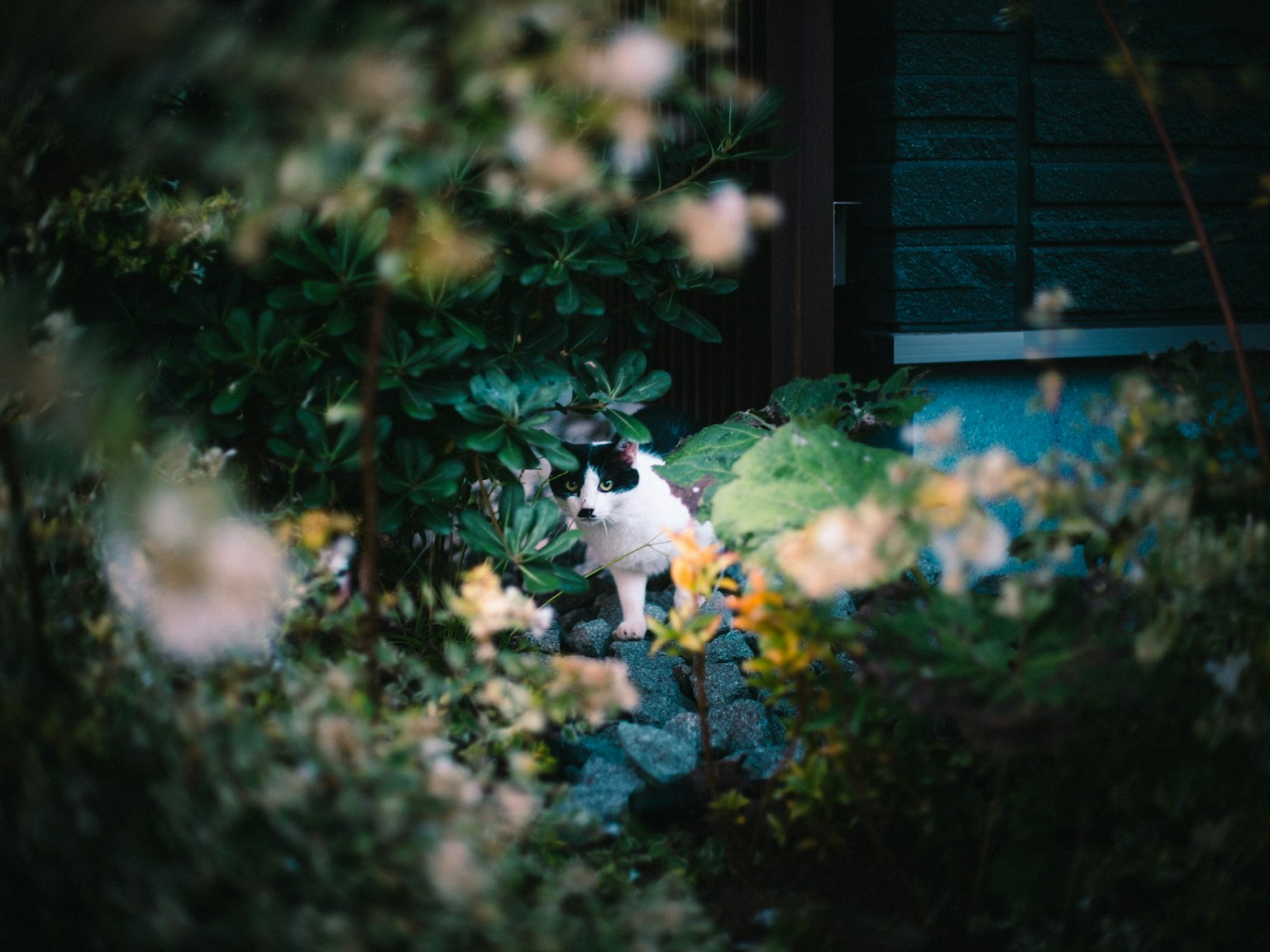 Un gato blanco y negro rodeado de flores en un jardín