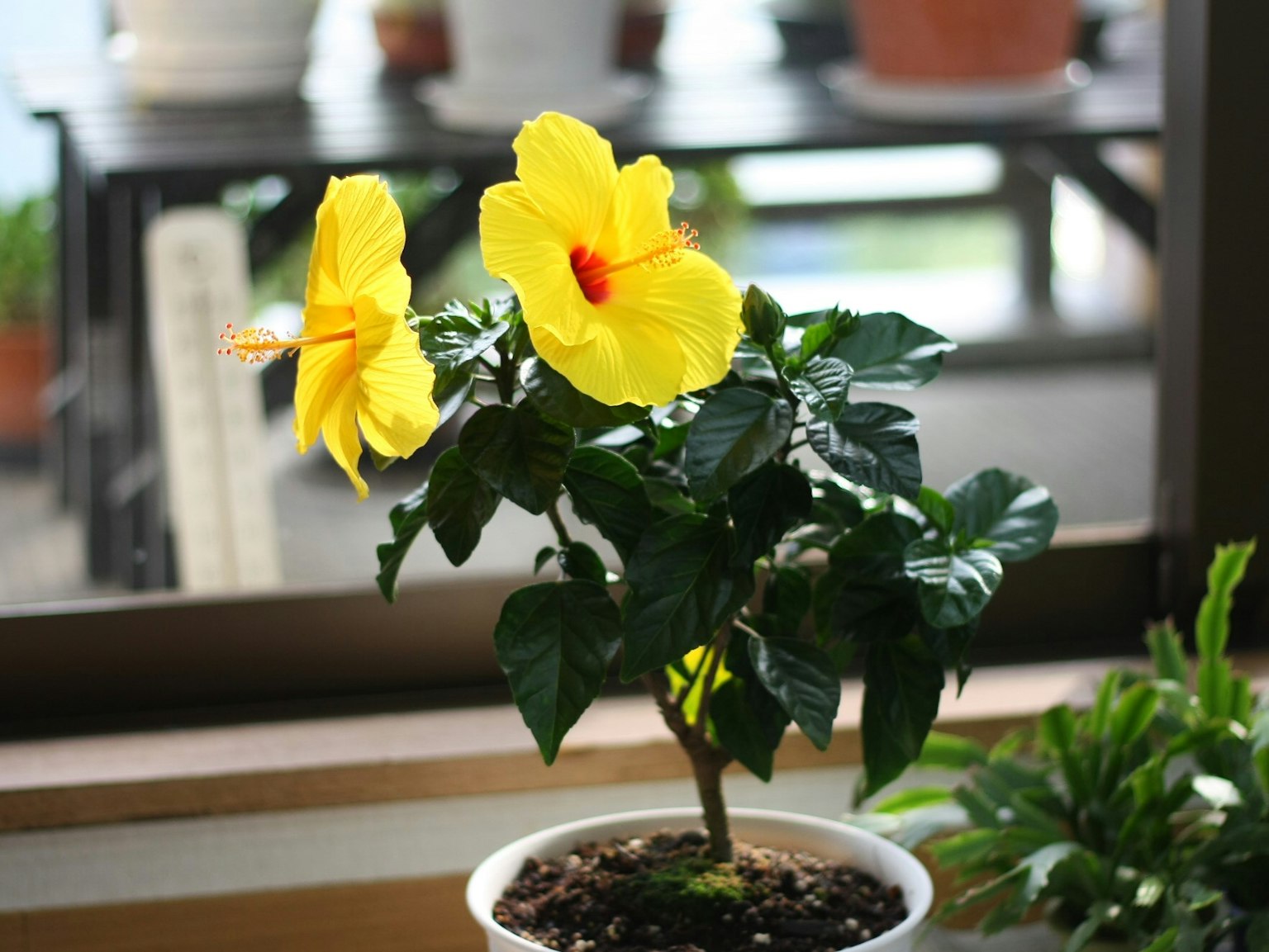 Petite plante en pot avec des fleurs de hibiscus jaunes en fleurs