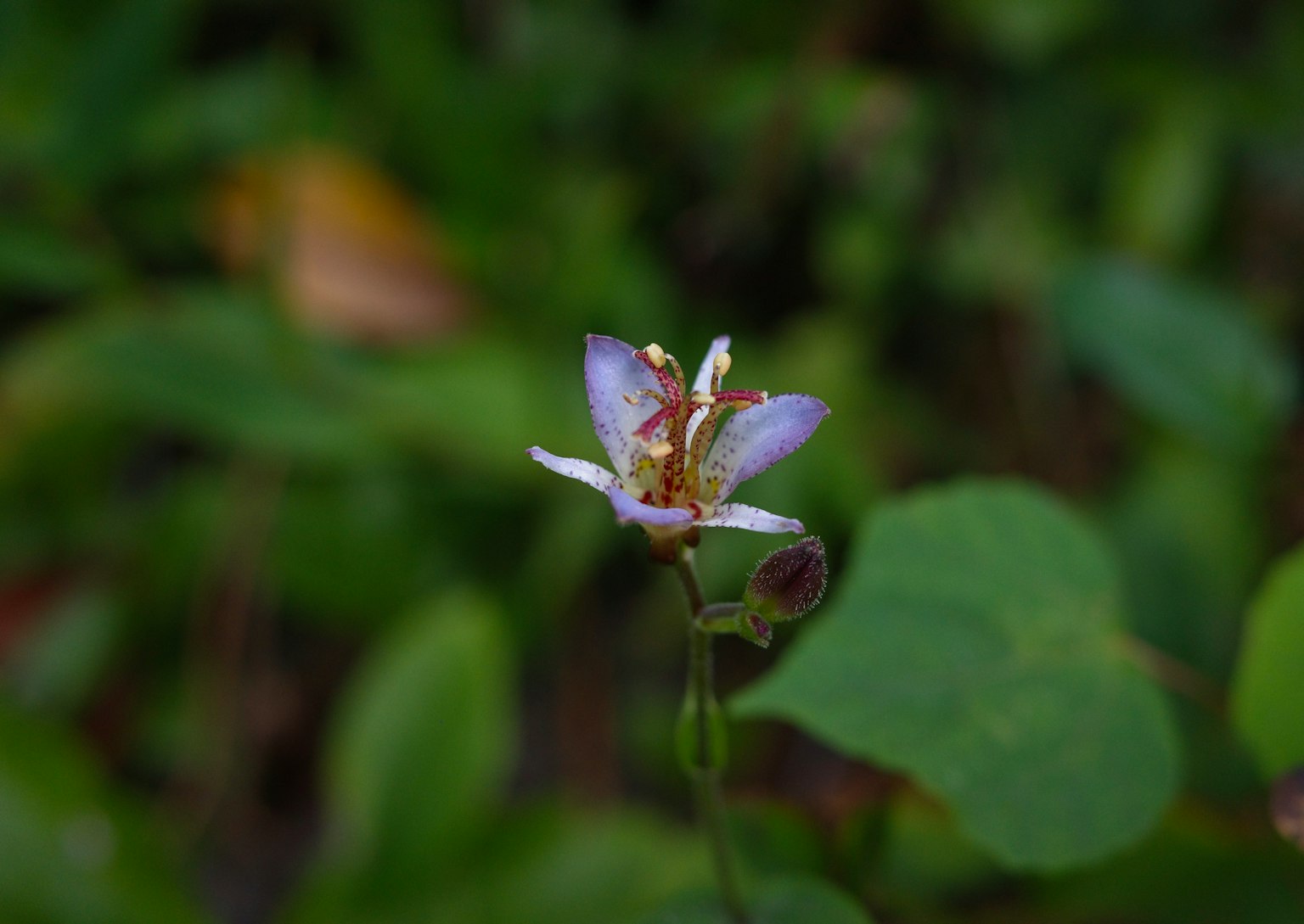Una delicada flor púrpura floreciendo entre el follaje verde