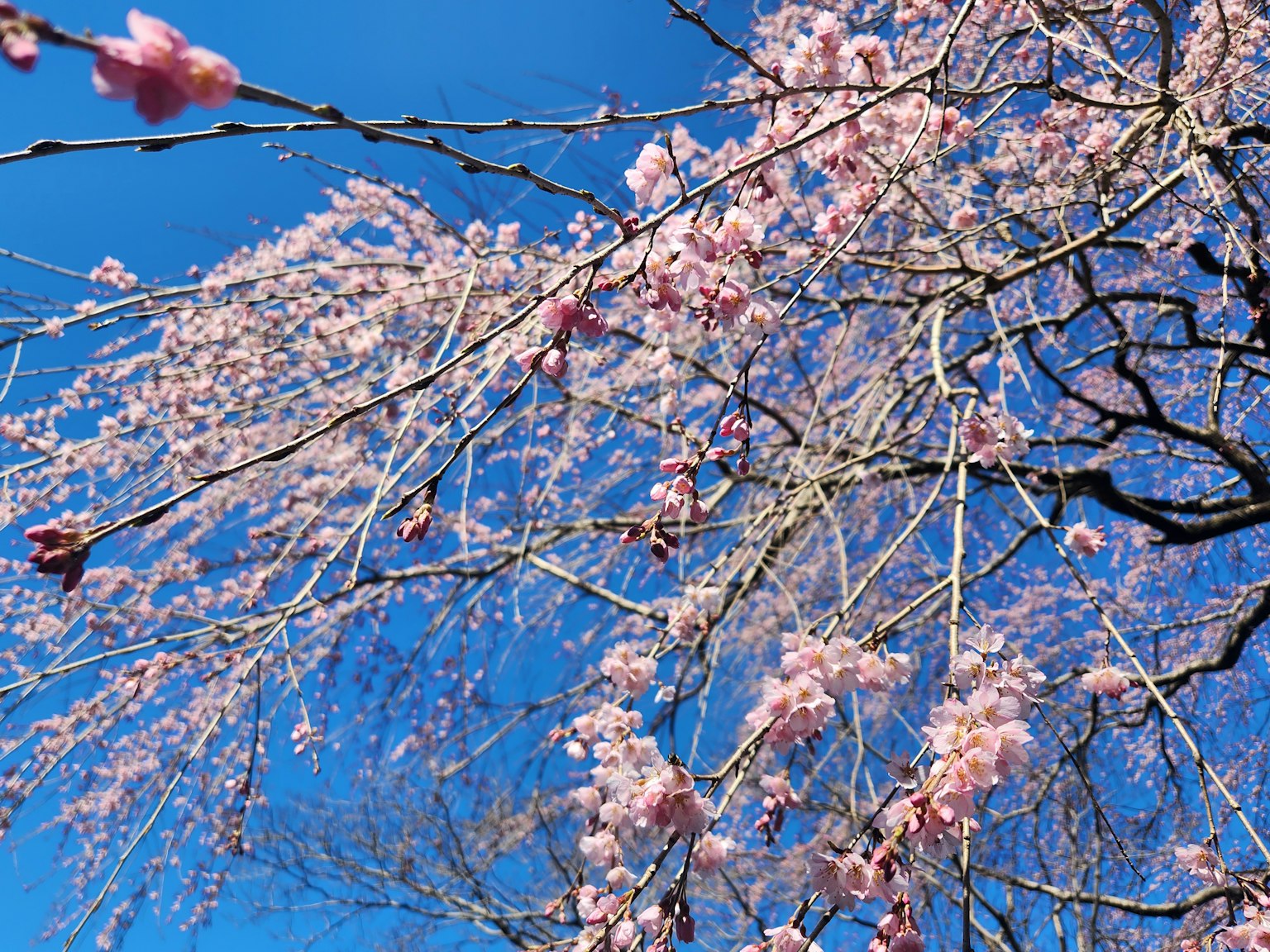 Cherry blossoms blooming against a clear blue sky