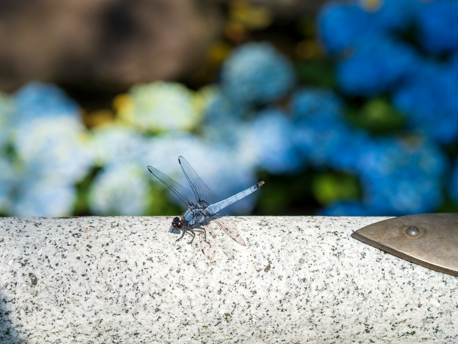Una libellula blu che riposa su una pietra con fiori blu sullo sfondo
