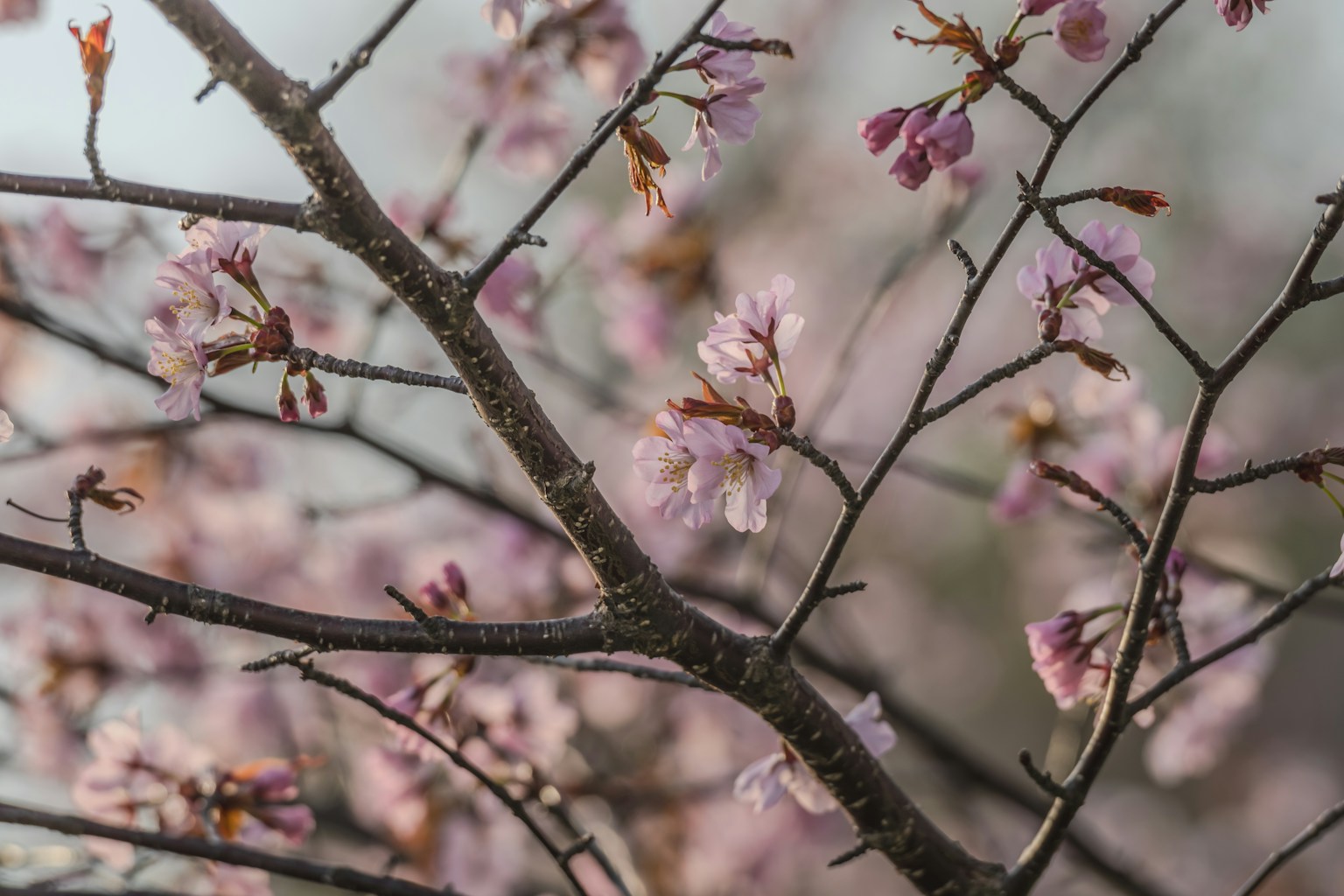 Close-up of cherry blossom branches with pink flowers
