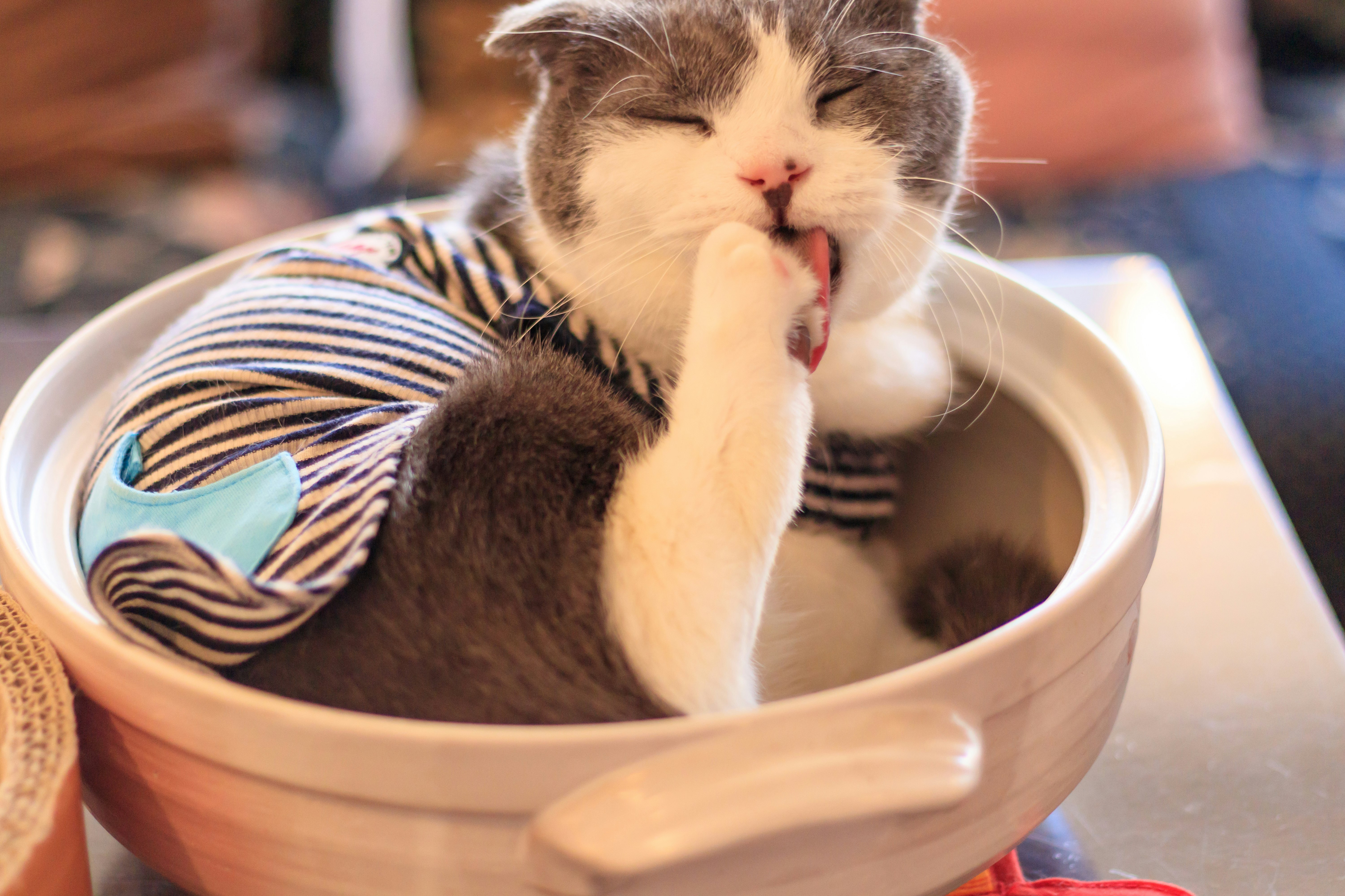 A striped-clothed cat relaxing in a bowl