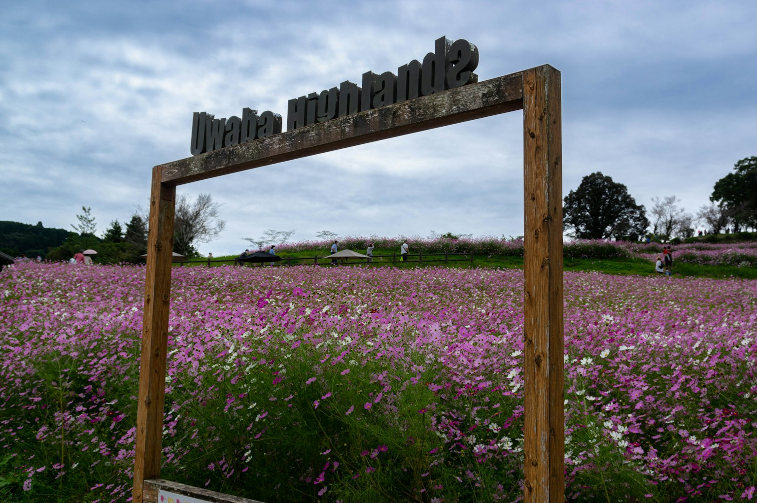 Wooden frame and sign at the entrance of a flower field with pink flowers