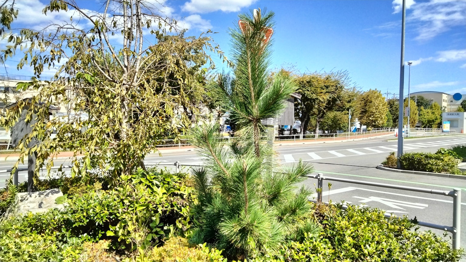 Pohon pinus kecil di bawah langit biru dikelilingi oleh tanaman hijau