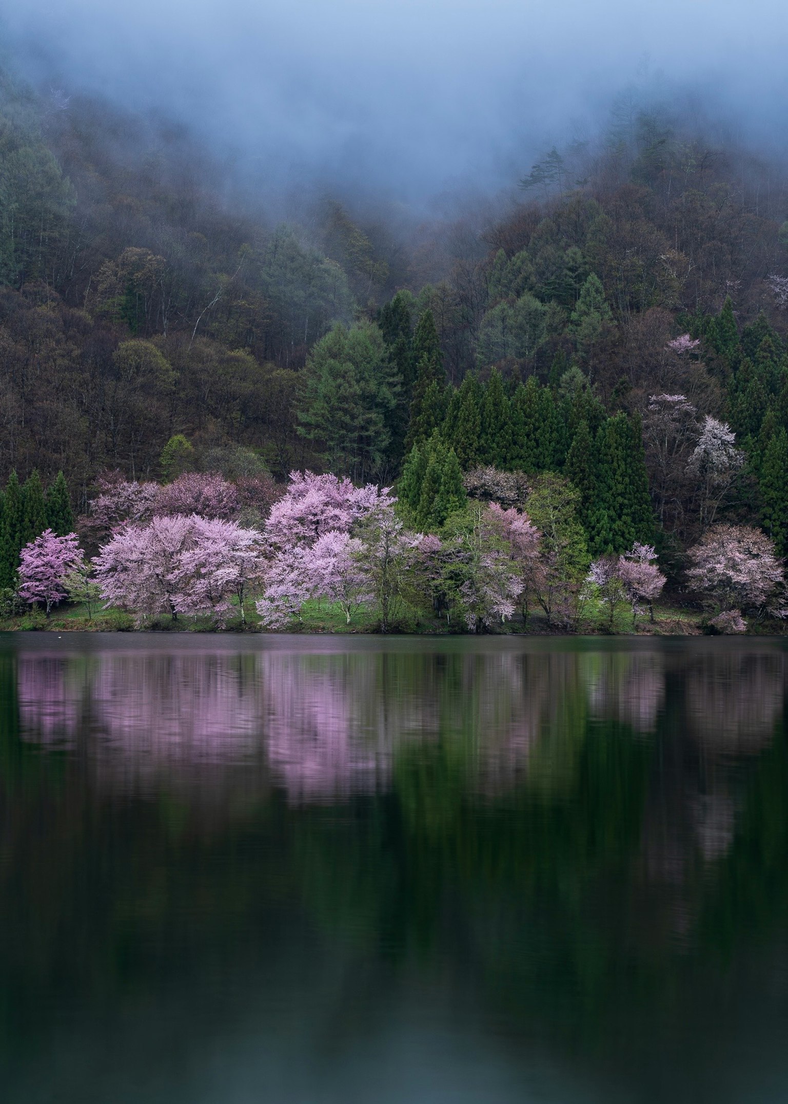 Landscape of cherry blossom trees and a calm lake in the mist
