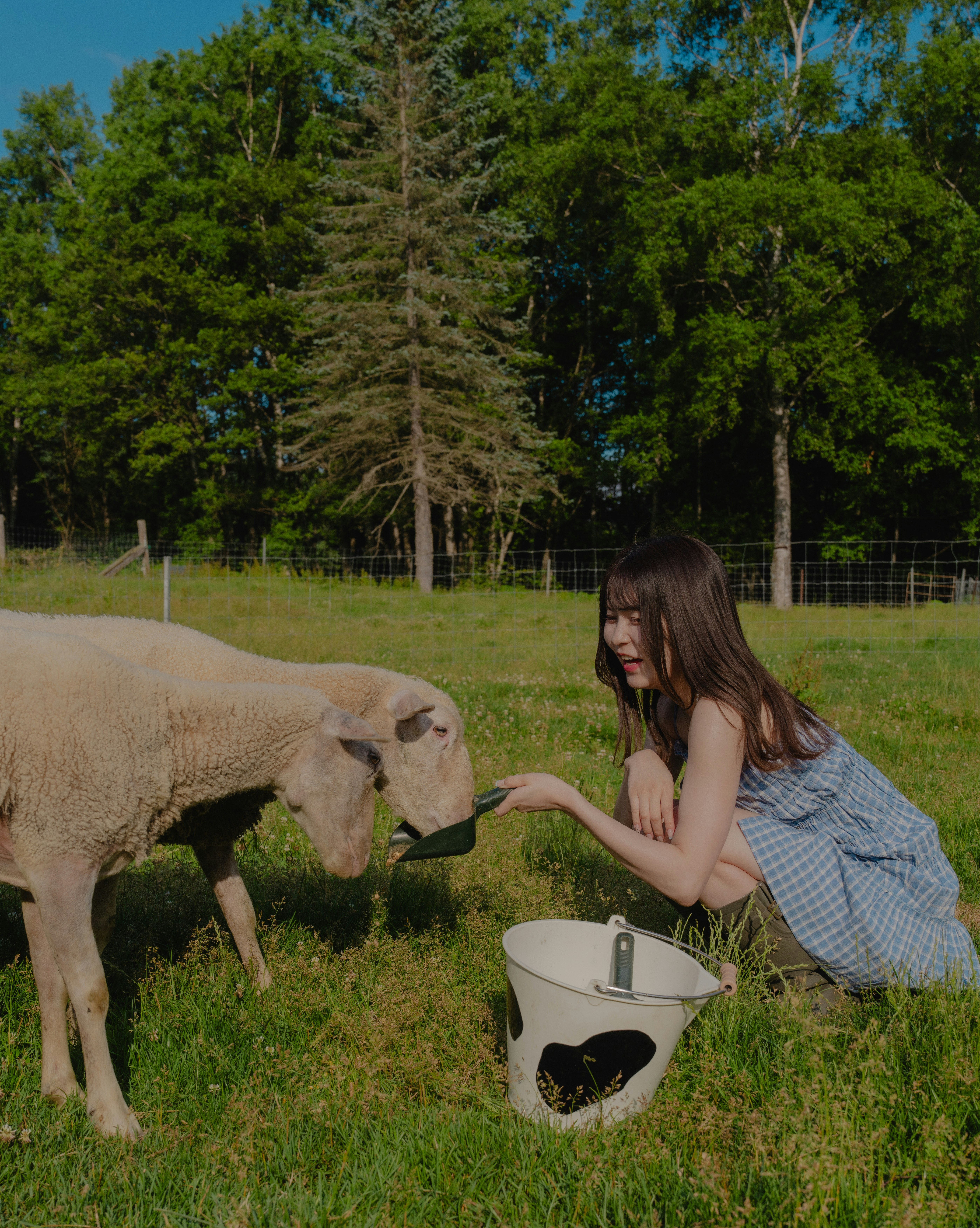 Une femme nourrissant un mouton dans un pré verdoyant