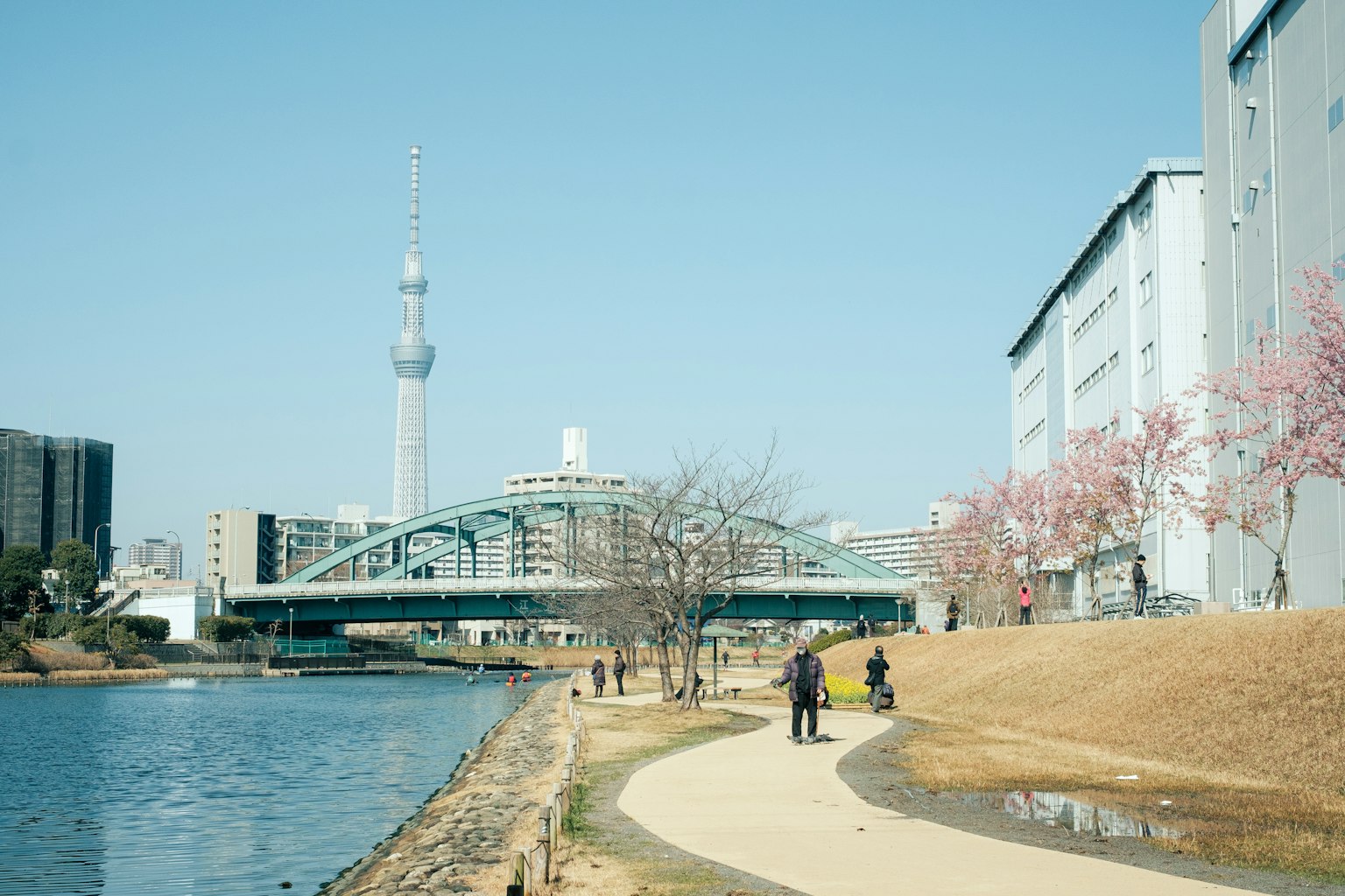 Ngày trong xanh dọc sông Sumida với cây anh đào và Tokyo Skytree ở phía sau