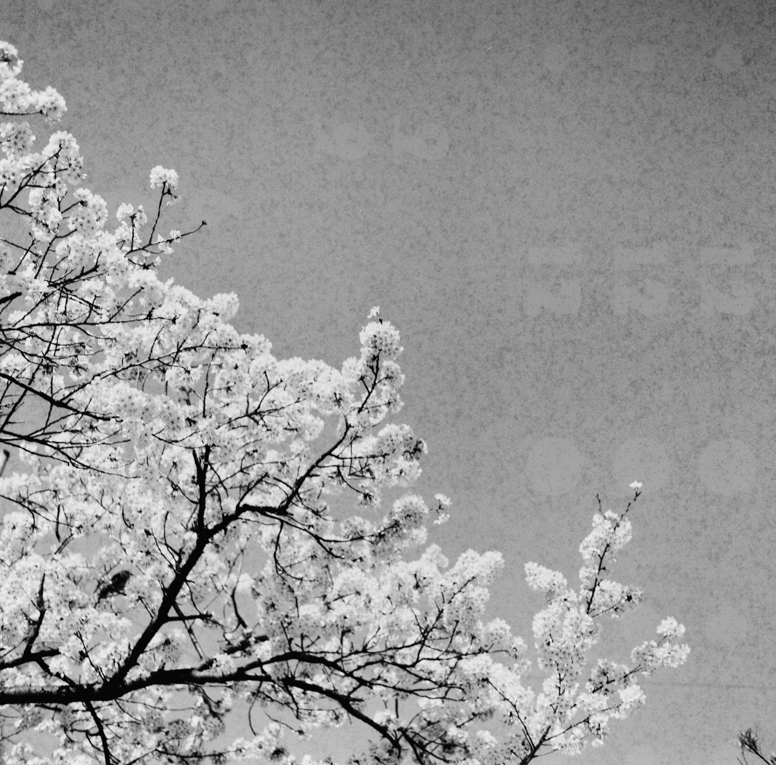 黑白櫻花樹枝和花朵映襯在藍天上