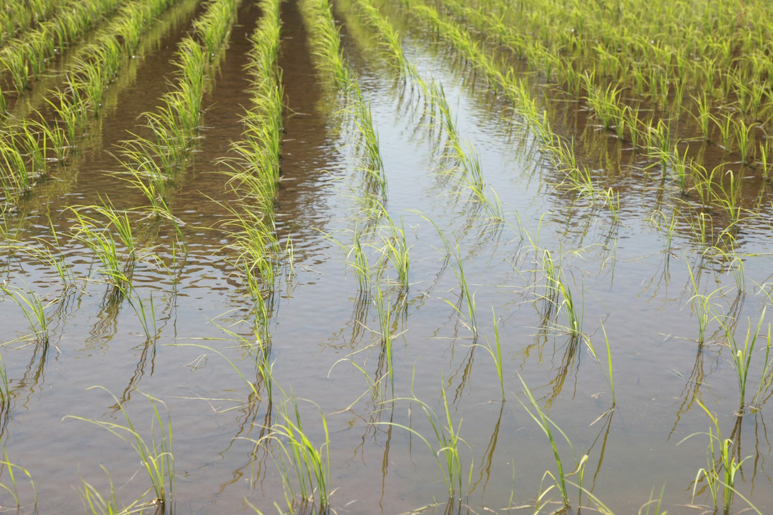 Un paysage de plants de riz verts poussant dans des champs inondés