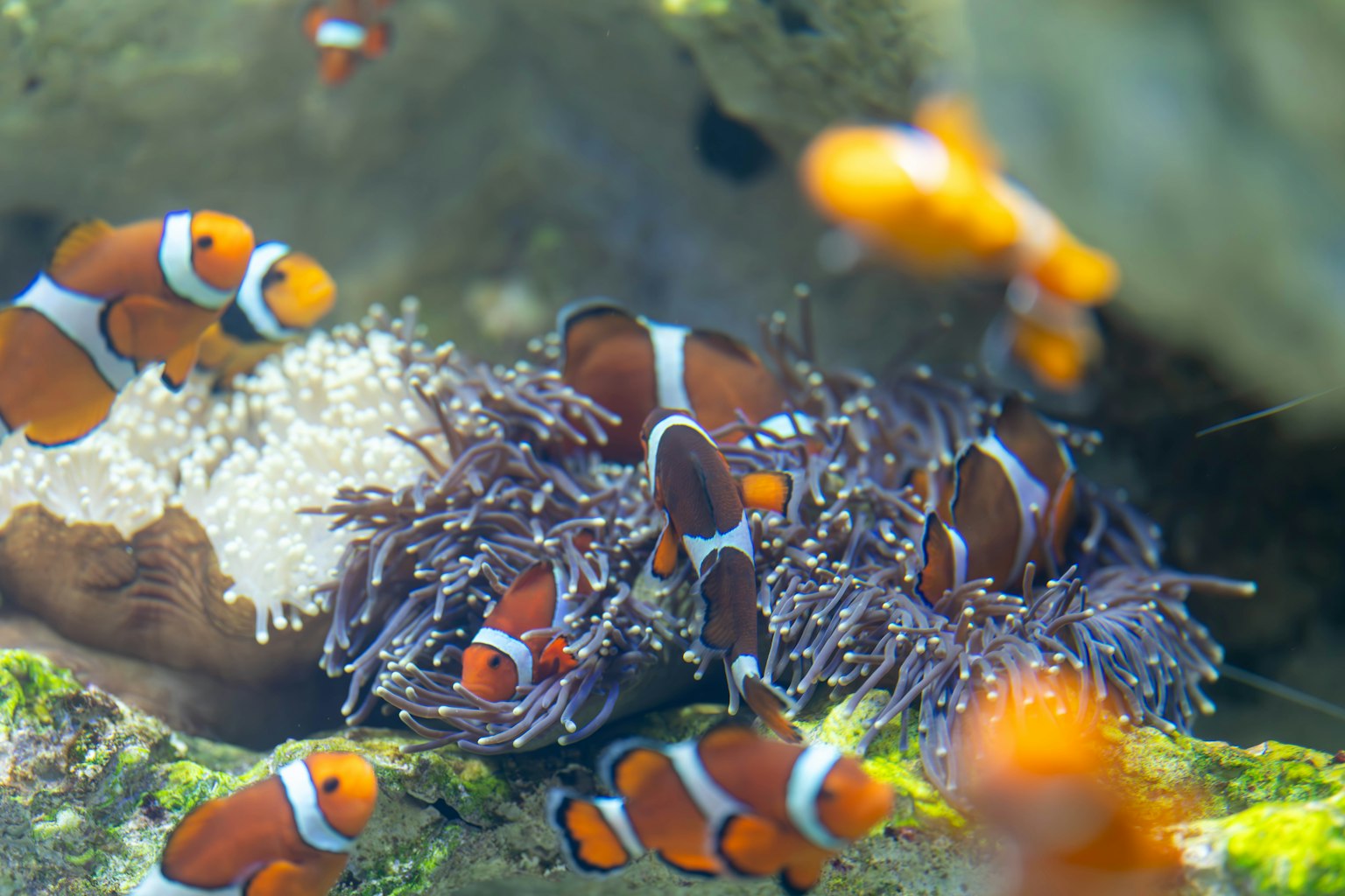 Peces payaso nadando alrededor de una anémona en una escena submarina vibrante