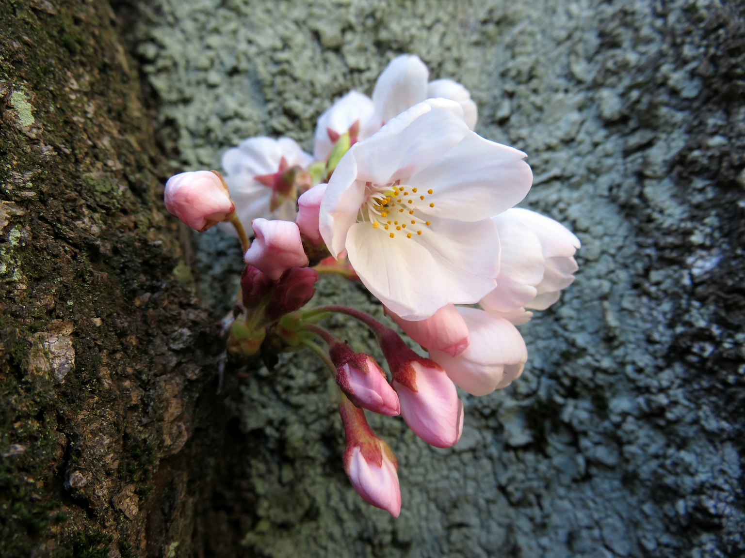 Bunga sakura dan tunas yang mekar dari batang pohon