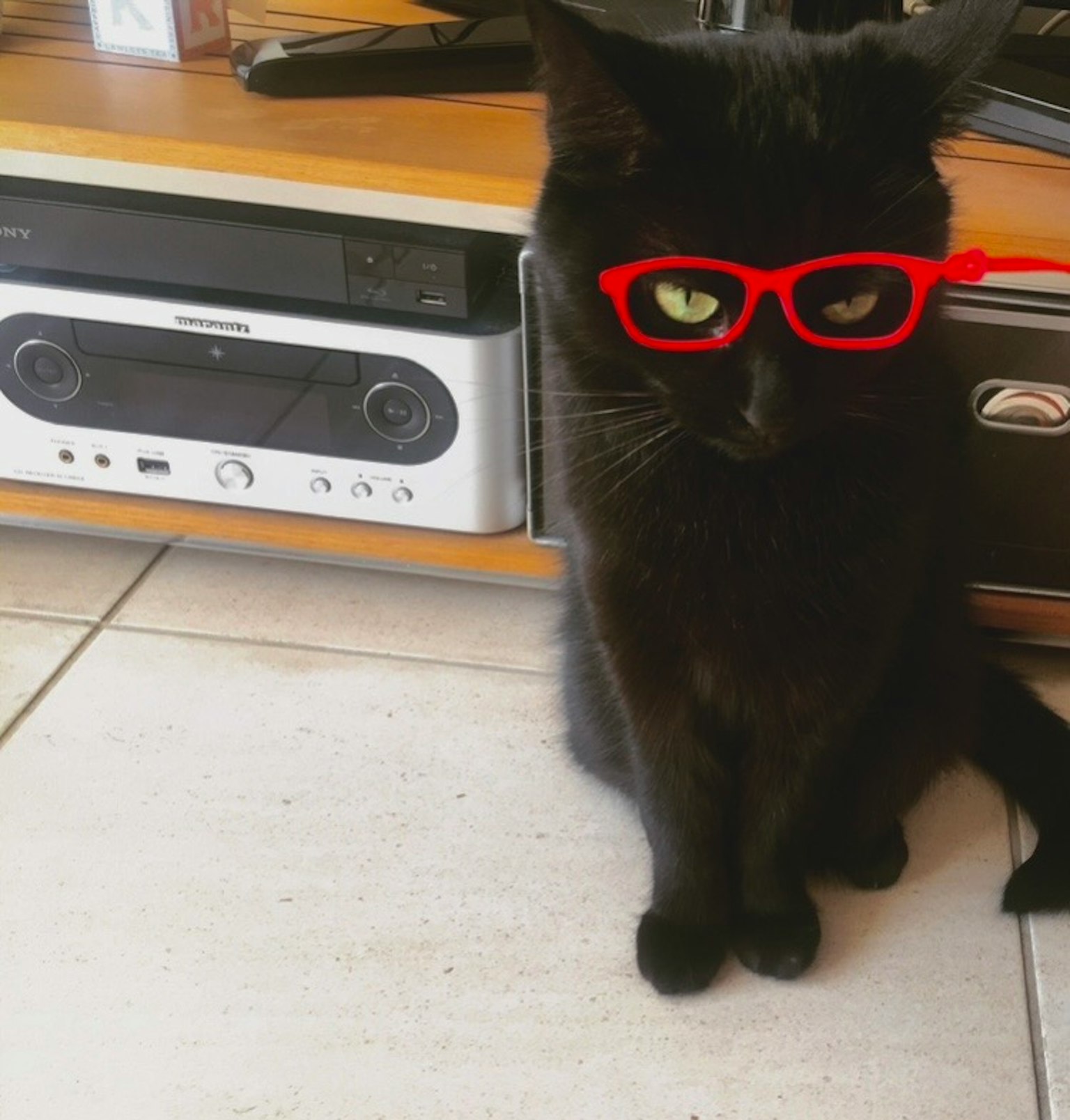 黑猫戴着红色眼镜