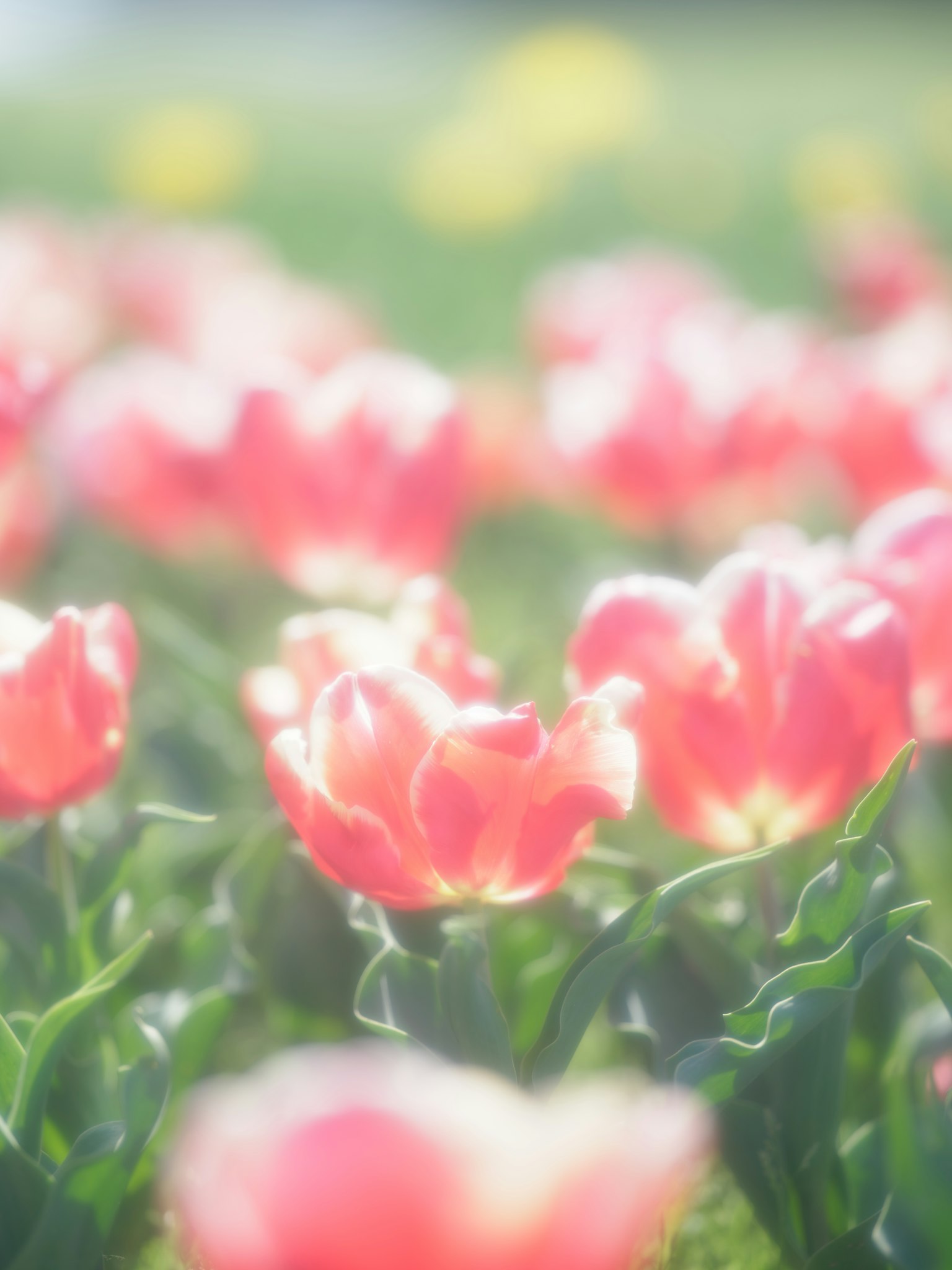 Un champ de tulipes roses avec un arrière-plan flou doux