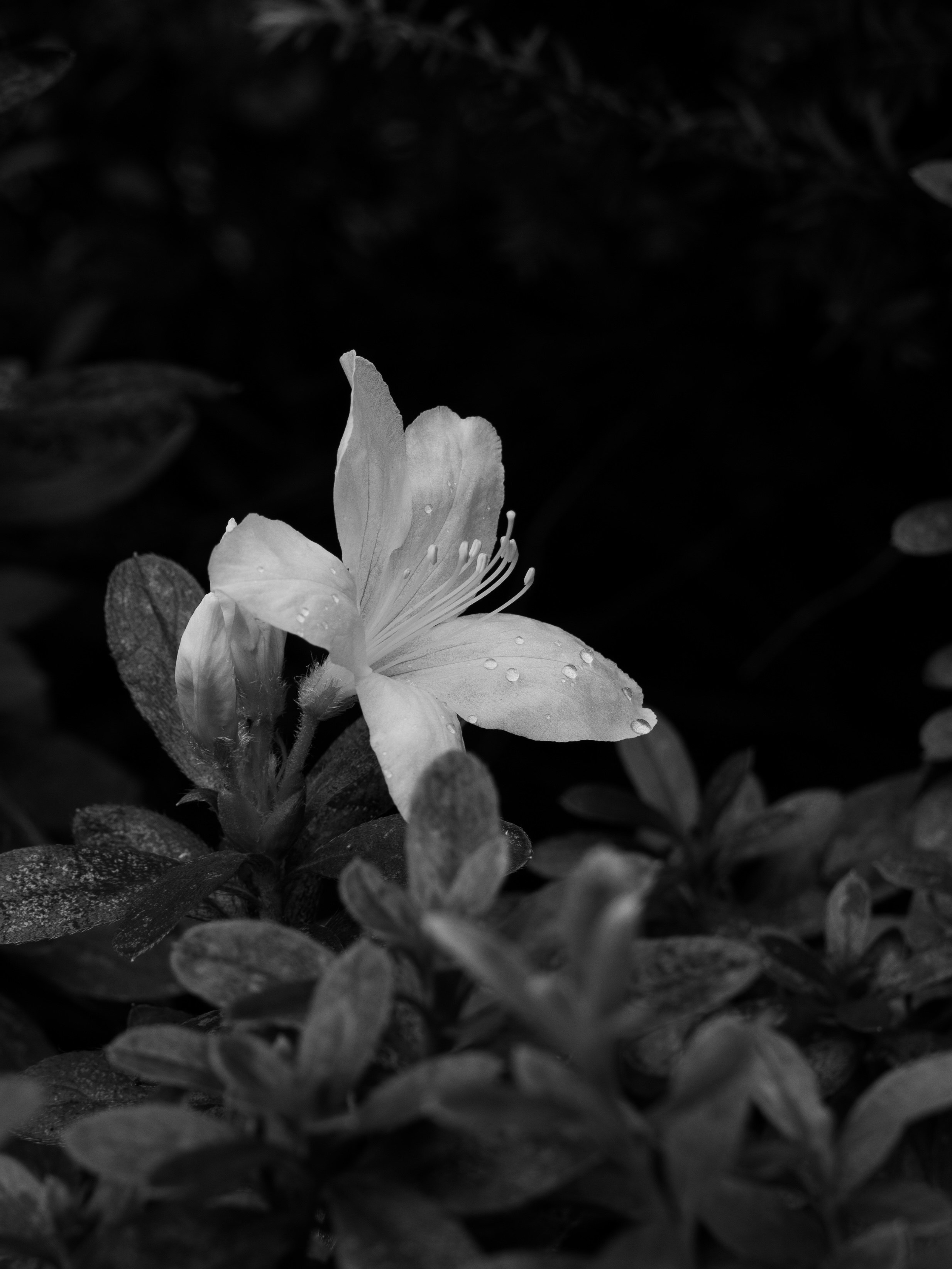 花と露のある白い花のクローズアップ
