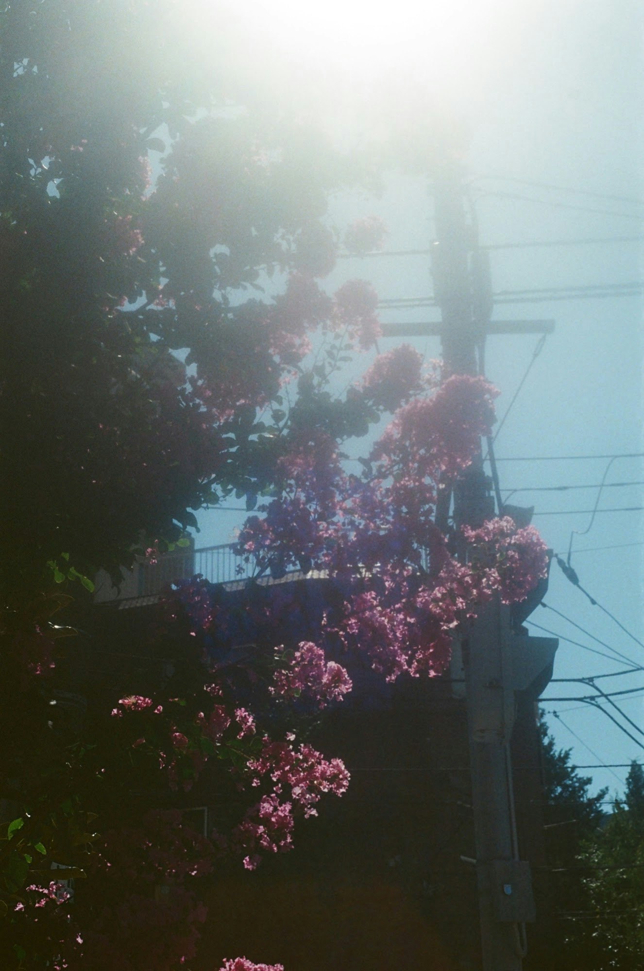 朝の霧の中で咲く花と電線のある並木