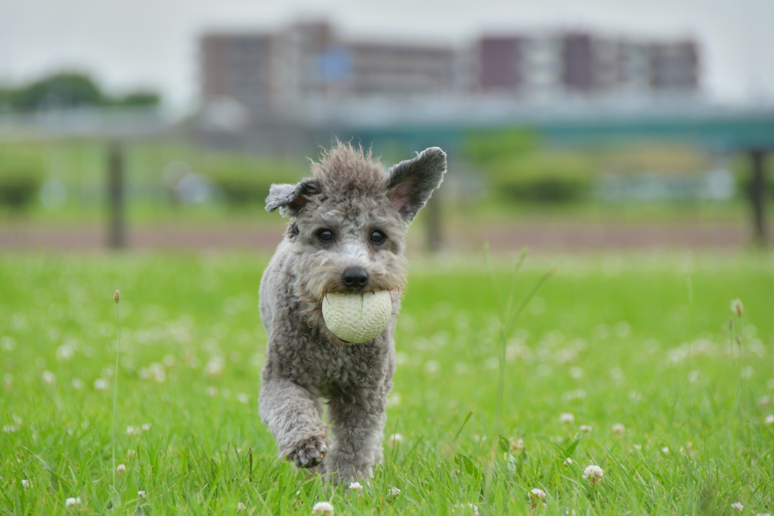 Un chien courant avec une balle dans la bouche à travers un champ de gazon vert
