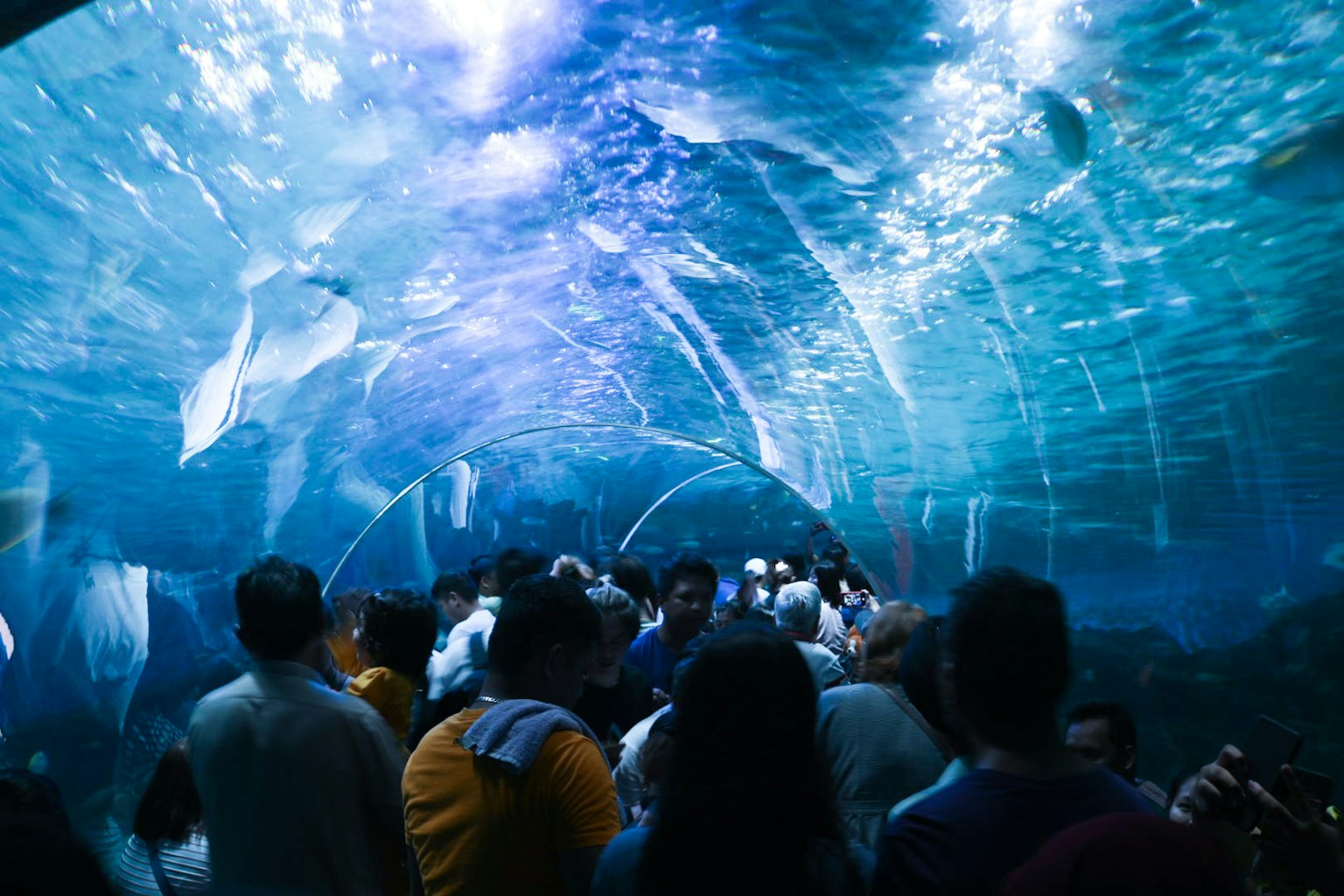 Visiteurs dans un tunnel d'aquarium entouré d'eau bleue et de poissons nageant