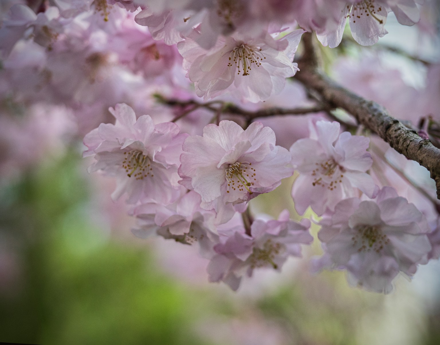 Close-up bunga sakura berwarna pink pucat di cabang