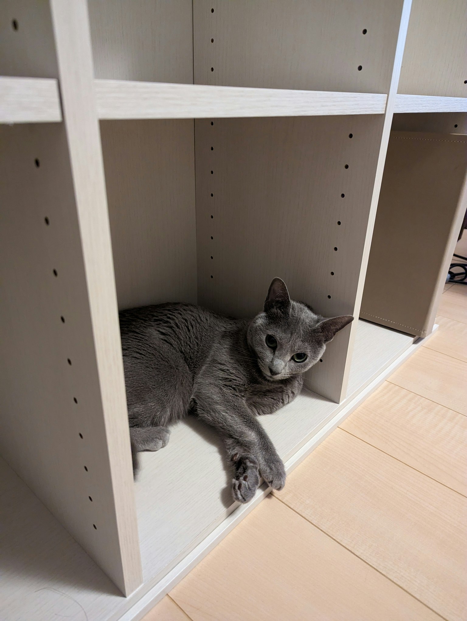 Gatto grigio sdraiato in una cubby di scaffale