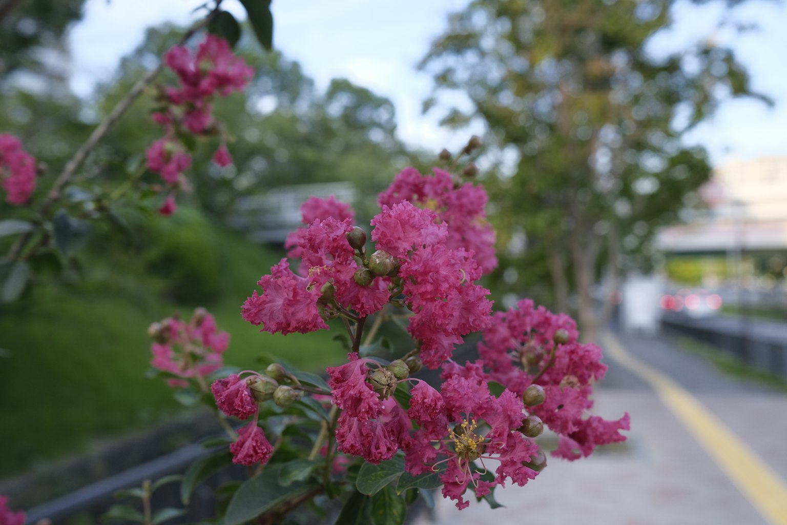 Close-up bunga pink cerah yang mekar di pohon di taman