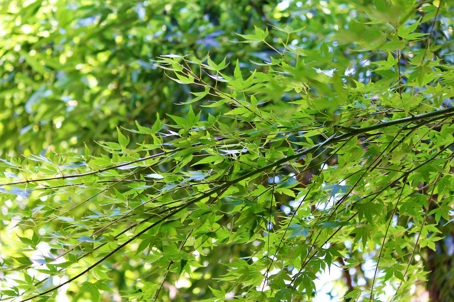Close-up daun hijau cerah pada cabang pohon
