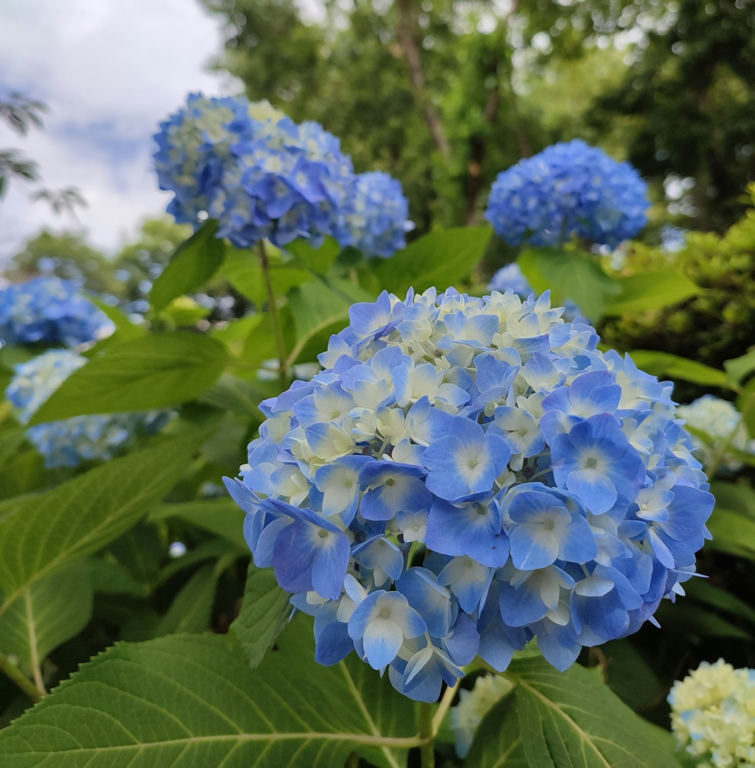 Una scena di giardino con fiori di ortensia blu in piena fioritura