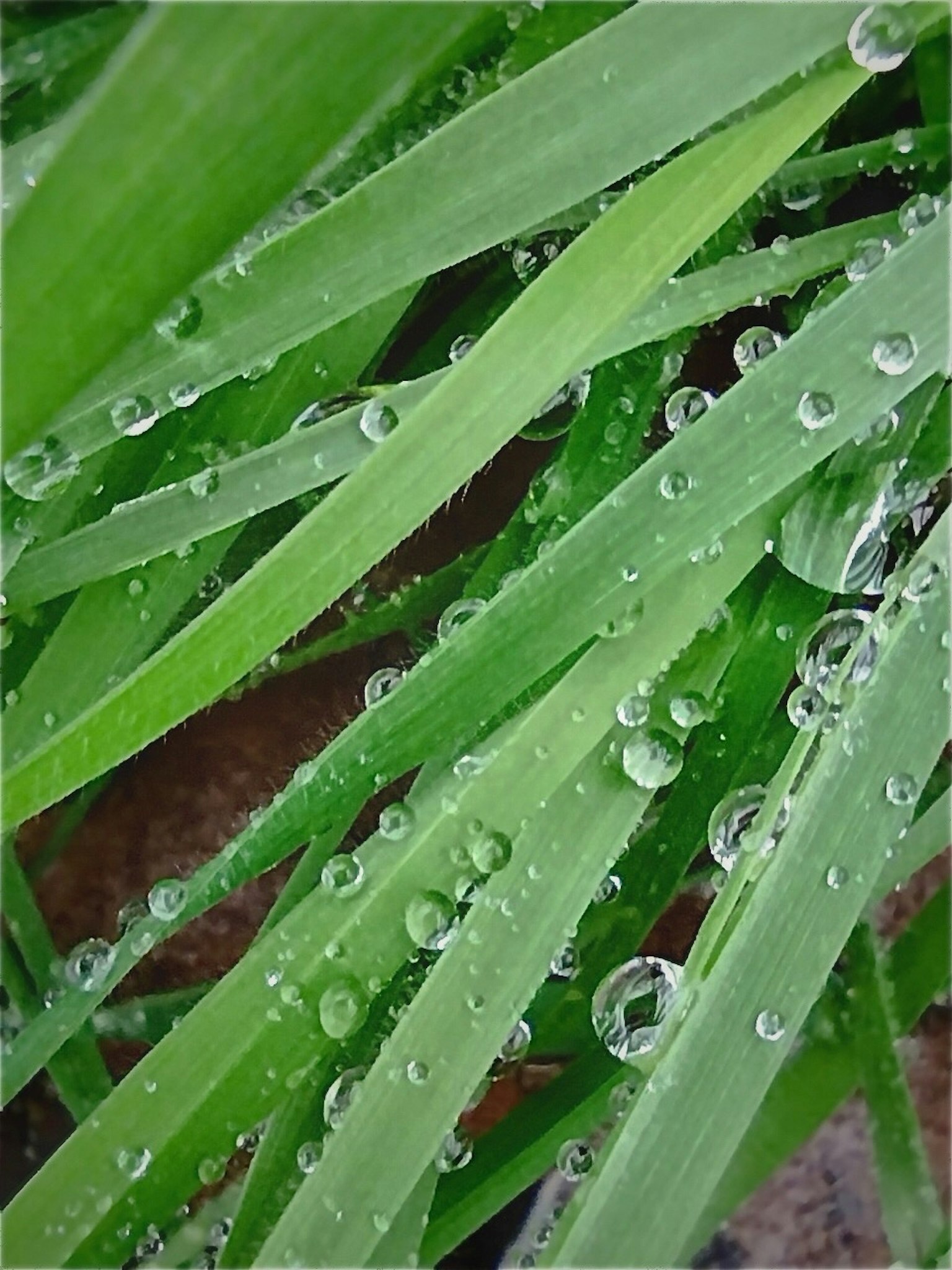 Nahaufnahme von grünen Blättern mit Wassertropfen