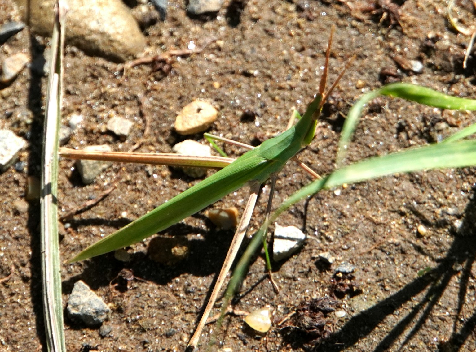 Green grasshopper on ground with brown soil and small stones