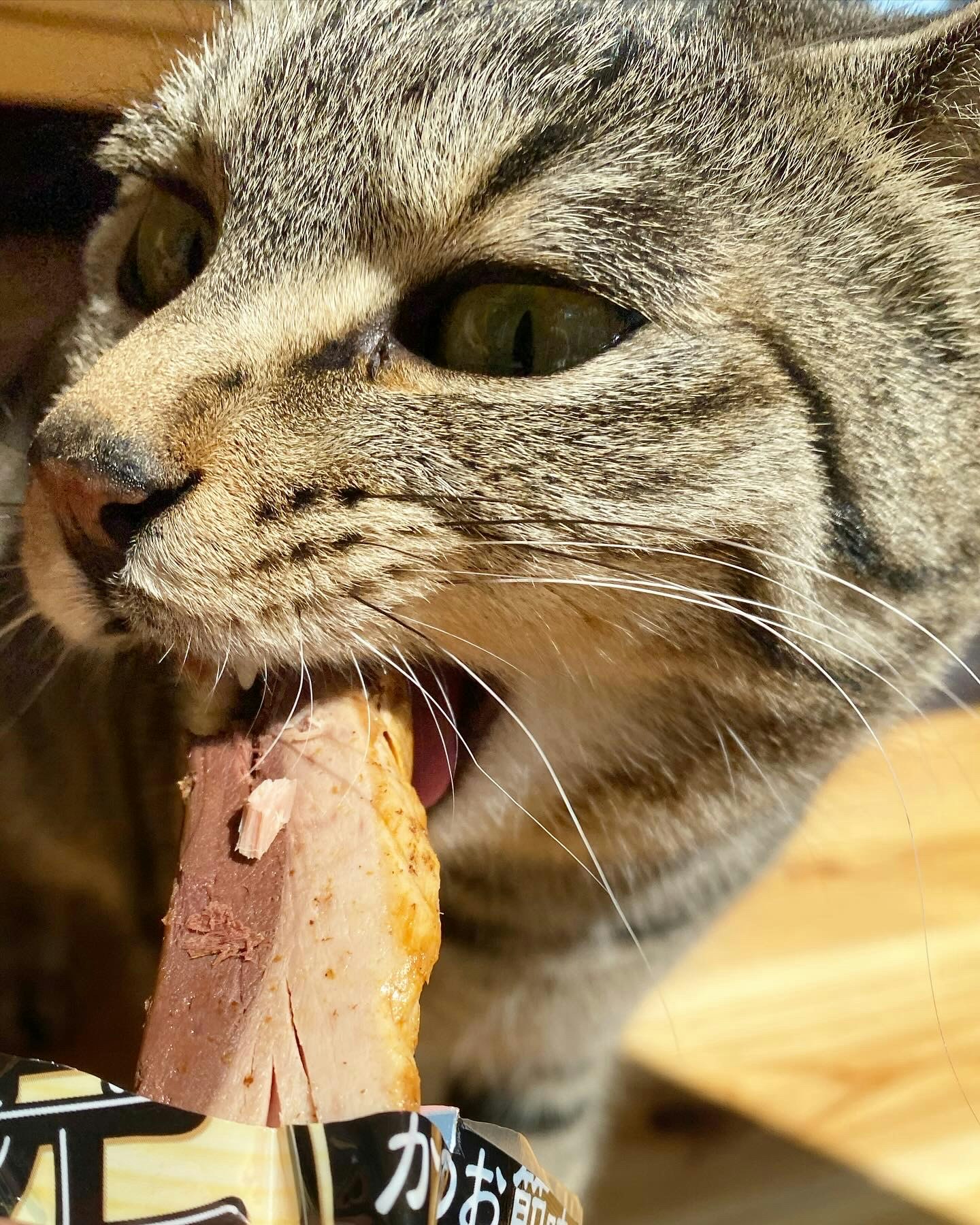 Nahaufnahme einer Katze mit Futter nahe am Maul