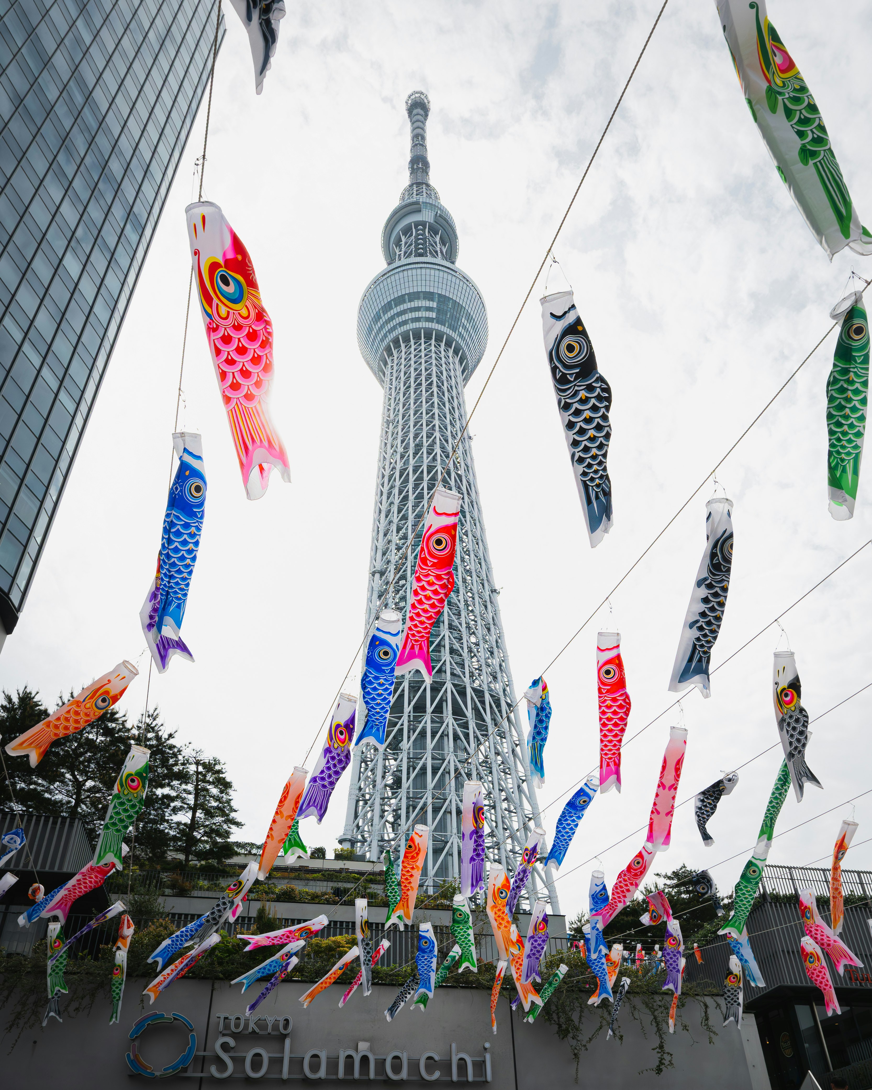 東京スカイツリーの周りに泳ぐ鯉のぼりのぼり旗