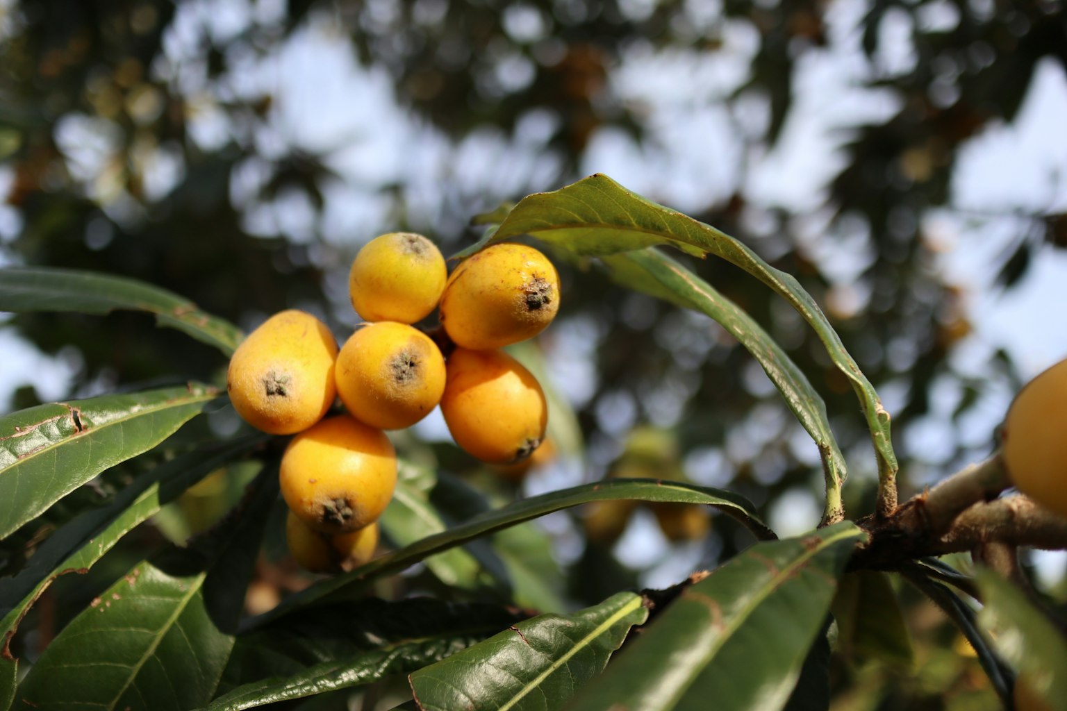 Primer plano de fruta de níspero en una rama con hojas verdes