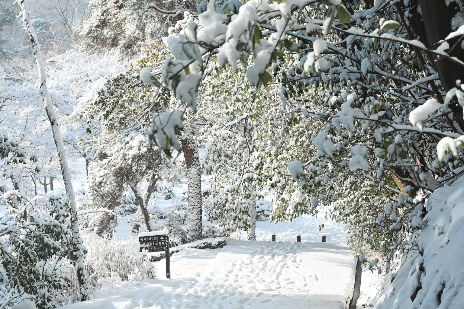 Schneebedeckte Bäume und ein ruhiger Weg in einer Winterlandschaft
