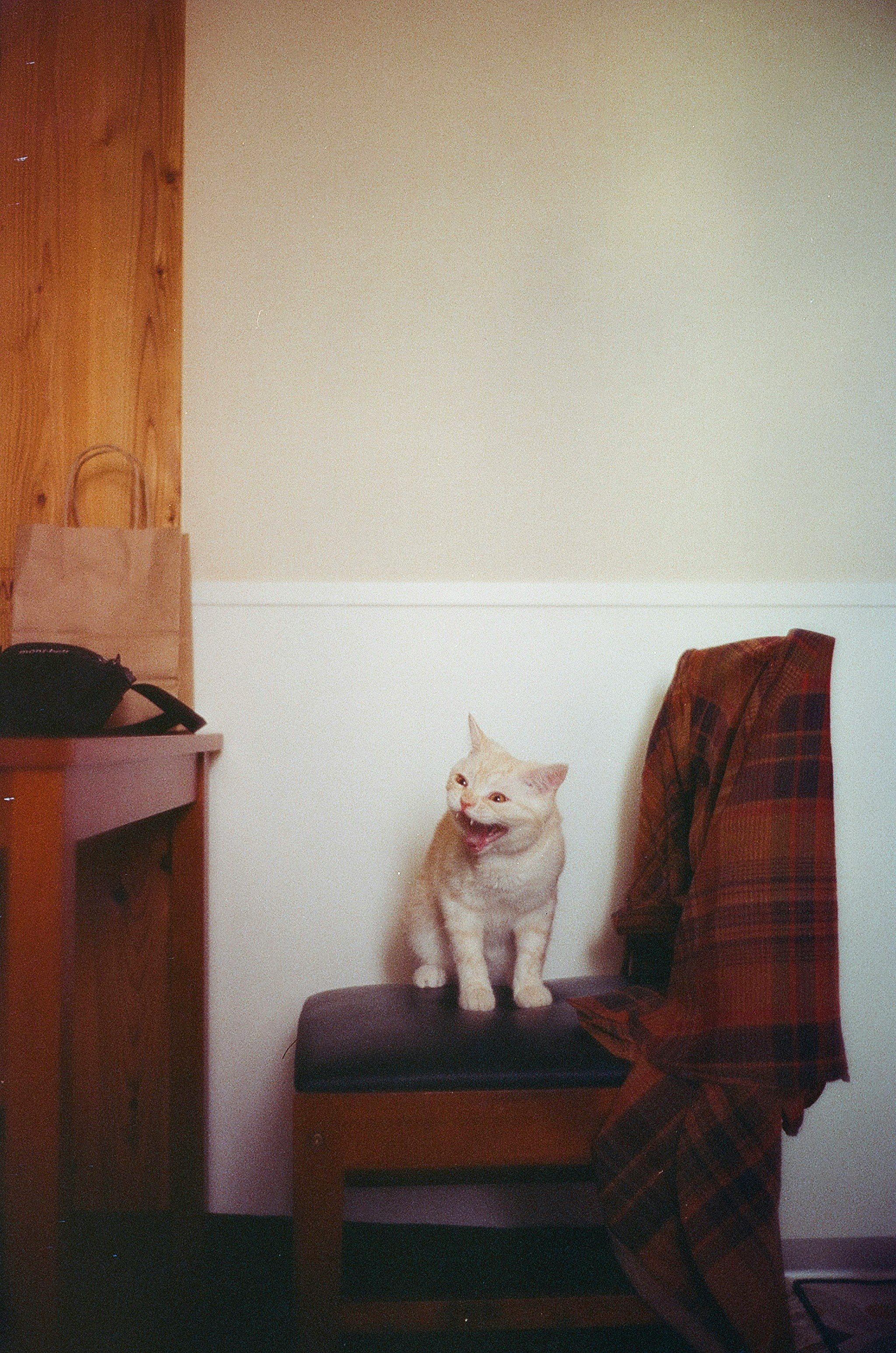 Indoor scene of a white cat sitting on a sofa