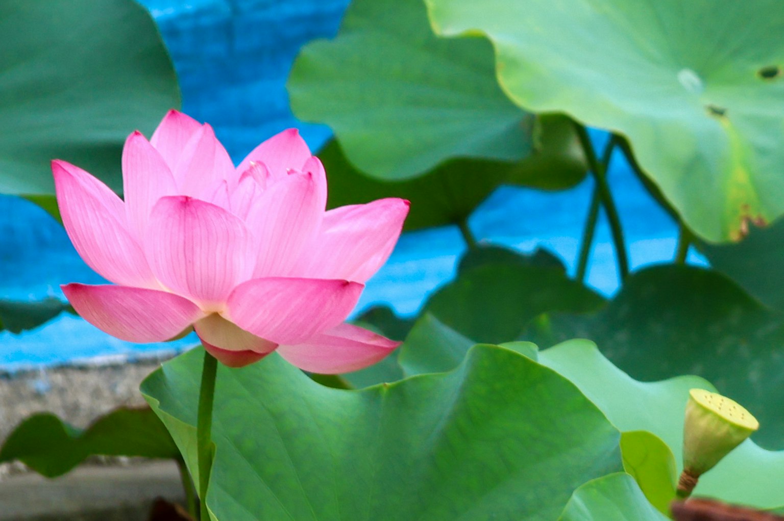 Flor de loto rosa floreciendo entre hojas verdes y un fondo azul