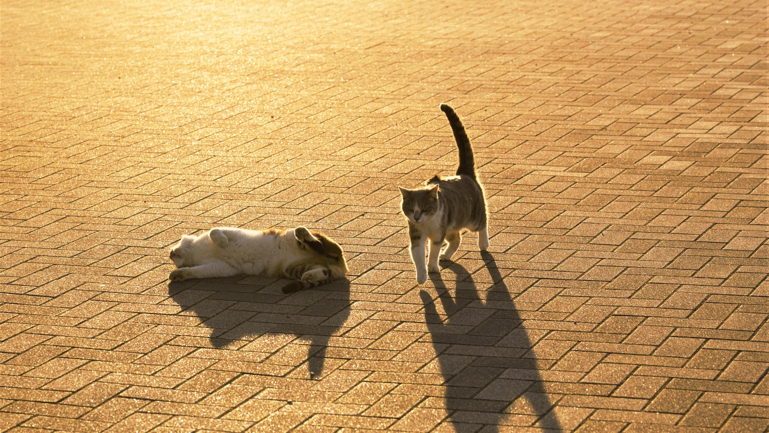 Eine Katze und ein Hund spielen im Sonnenlicht auf einer gepflasterten Fläche