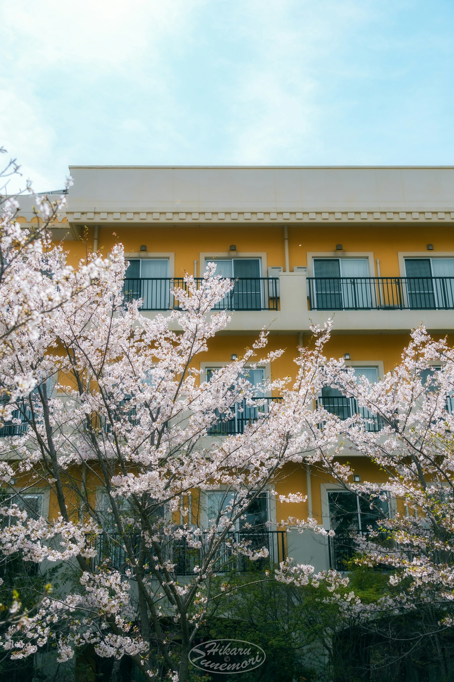 Bangunan dengan balkon dikelilingi bunga sakura