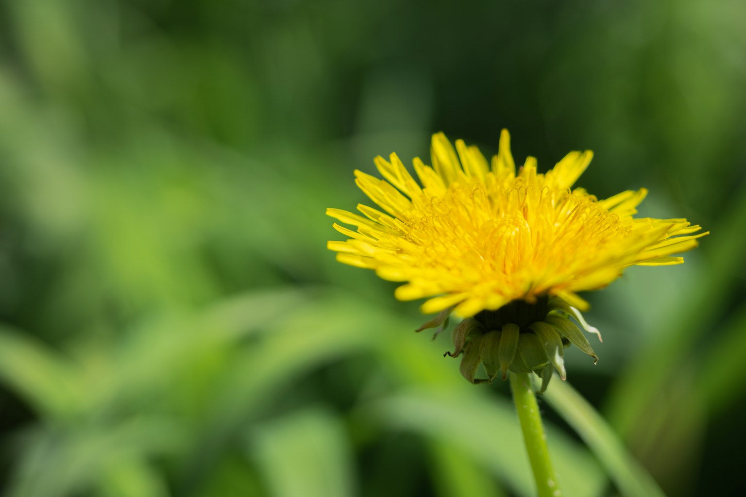 A vibrant yellow dandelion flower stands out against a green background