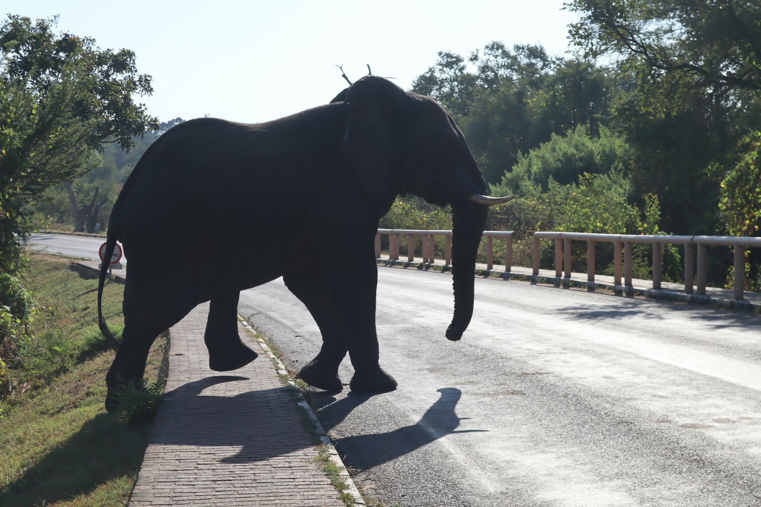 Silhouette of an elephant crossing the road surrounded by greenery and blue sky