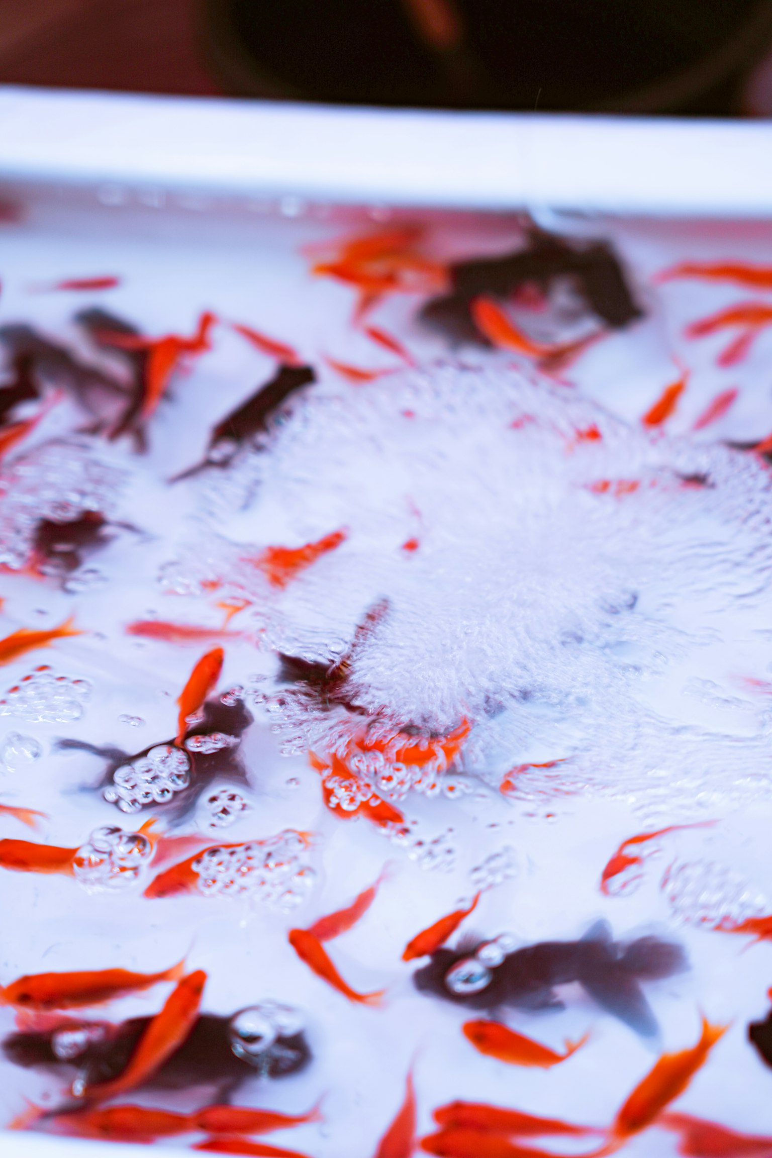Pemandangan indah kelopak bunga merah dan sekumpulan ikan mas mengapung di air