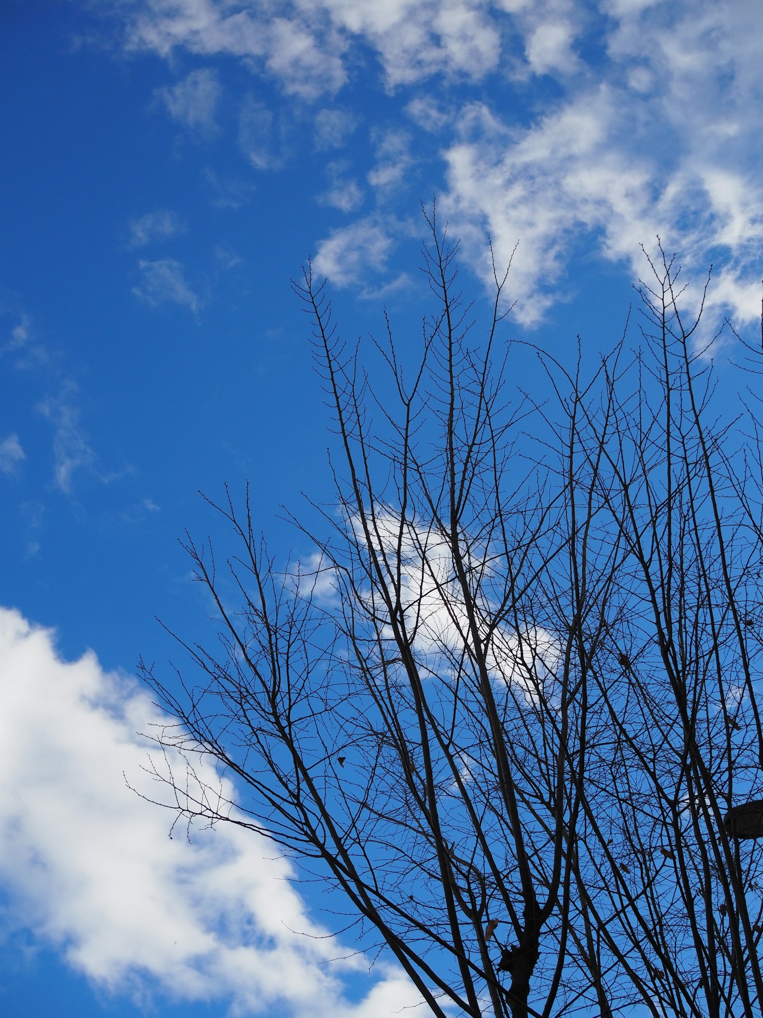 Silueta de un árbol desnudo contra un cielo azul con nubes blancas