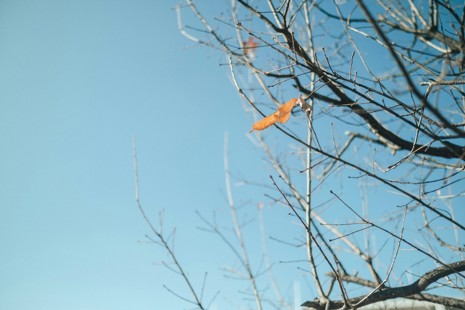 Ein orangefarbenes Objekt hängt an einem Ast vor einem klaren blauen Himmel